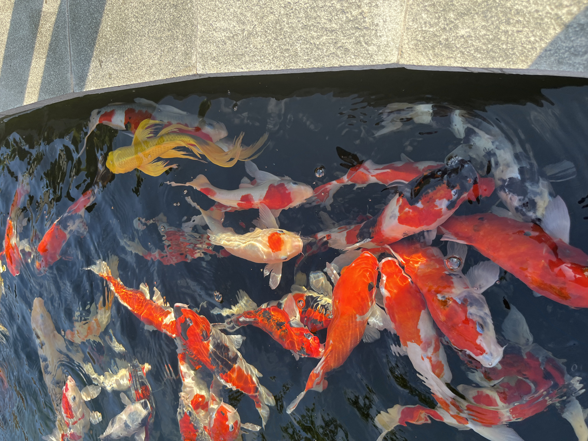 Feeding koi and hanging at a Bali beach club