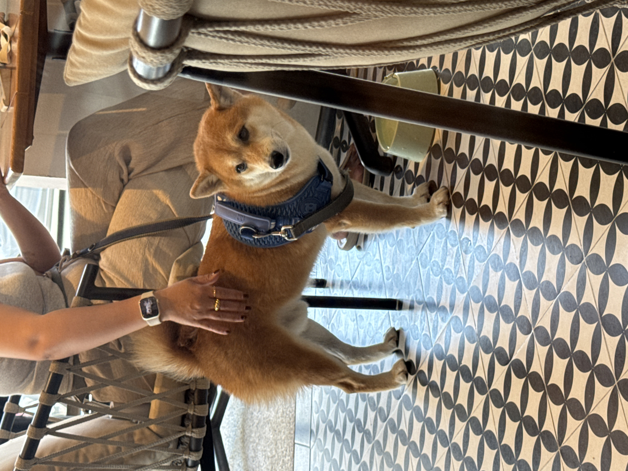 Early morning pet encounter and beverage prep in Thailand