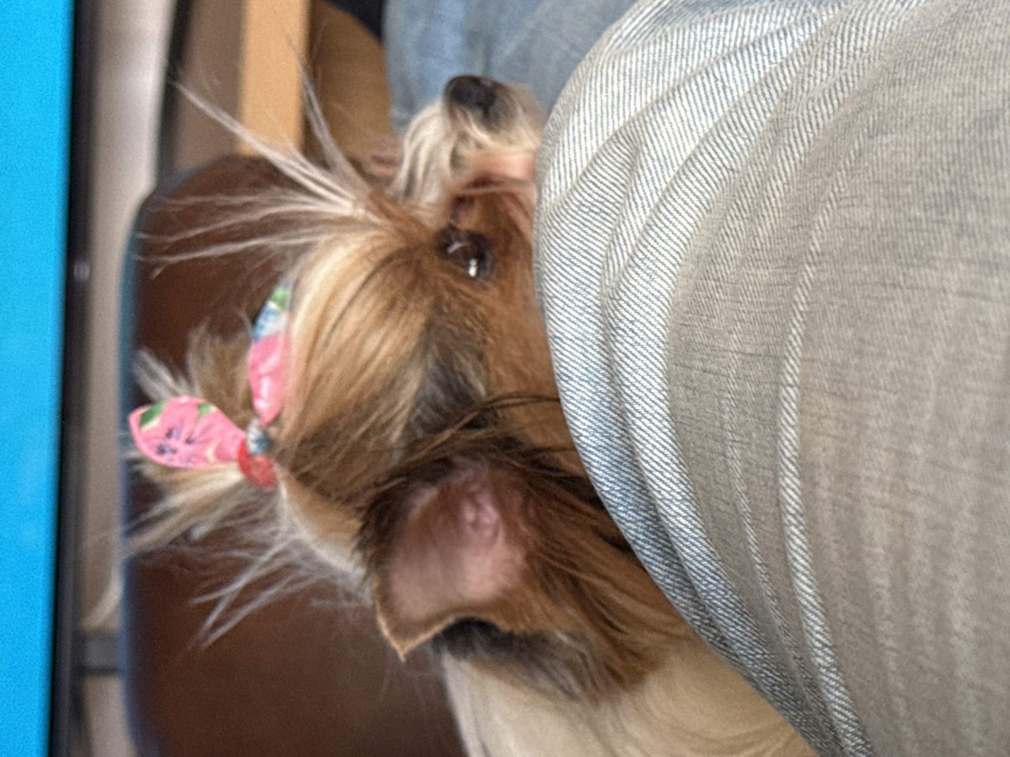 Small dog with pink bow photographed in Plovdiv apartment