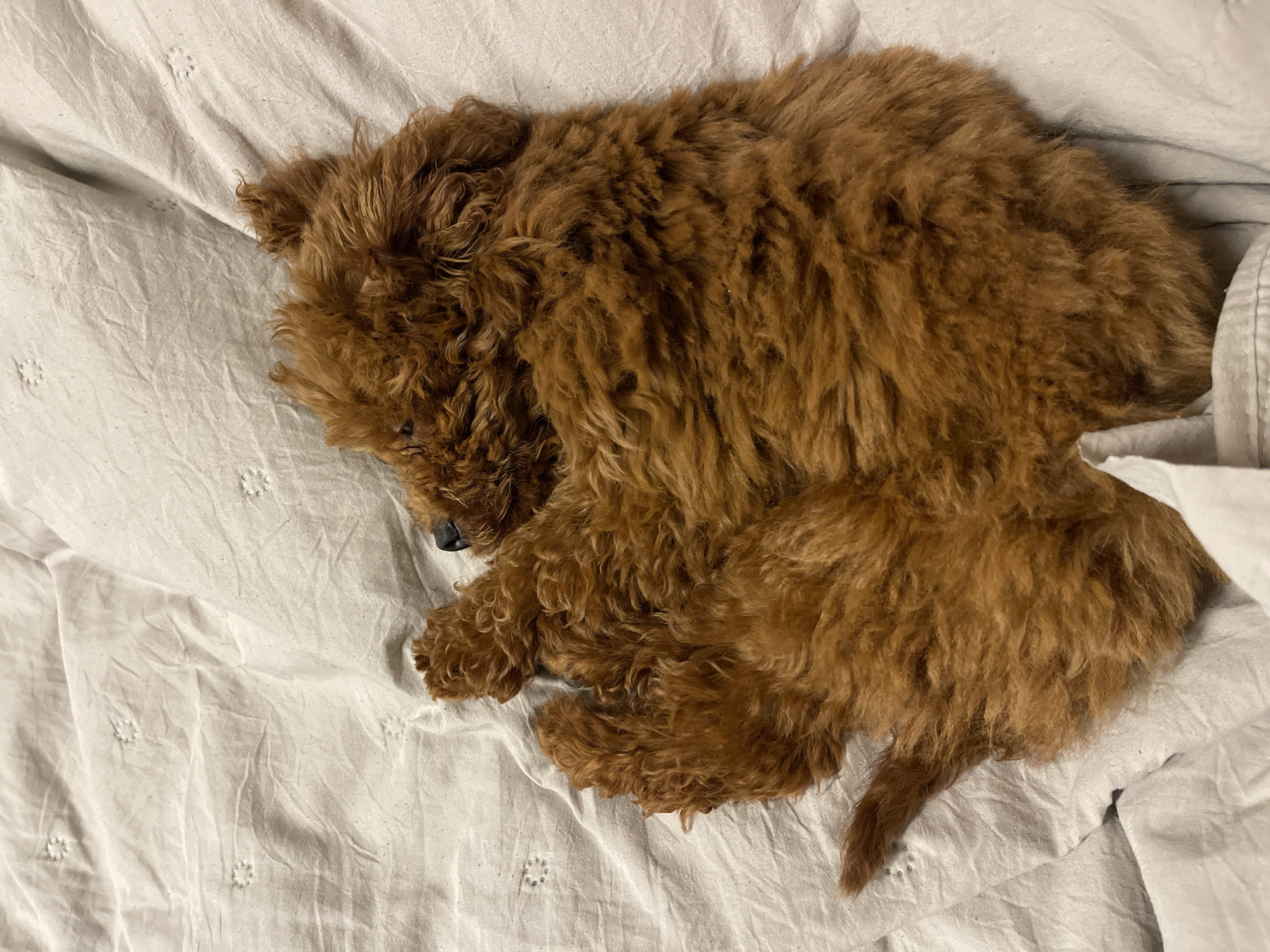 Dog sleeps peacefully on bed in Sofia