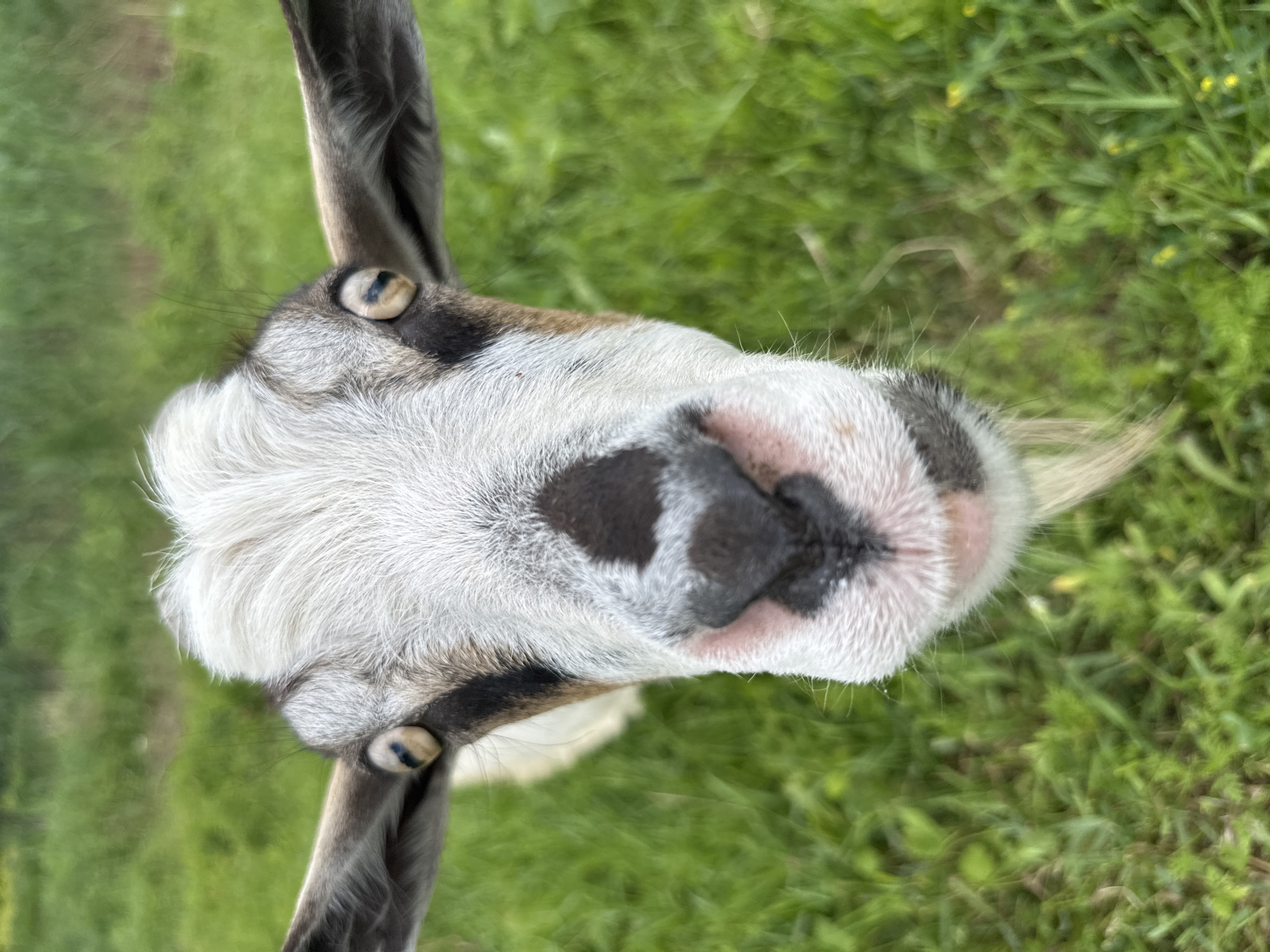 Goat hand-fed bread in grassy field