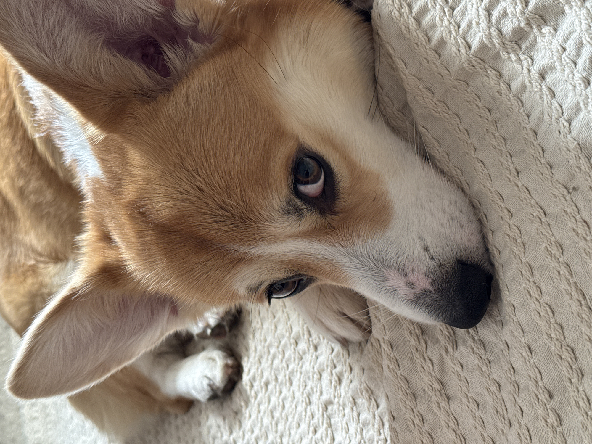 Corgi dog rests on blanket in Borzya, Russia