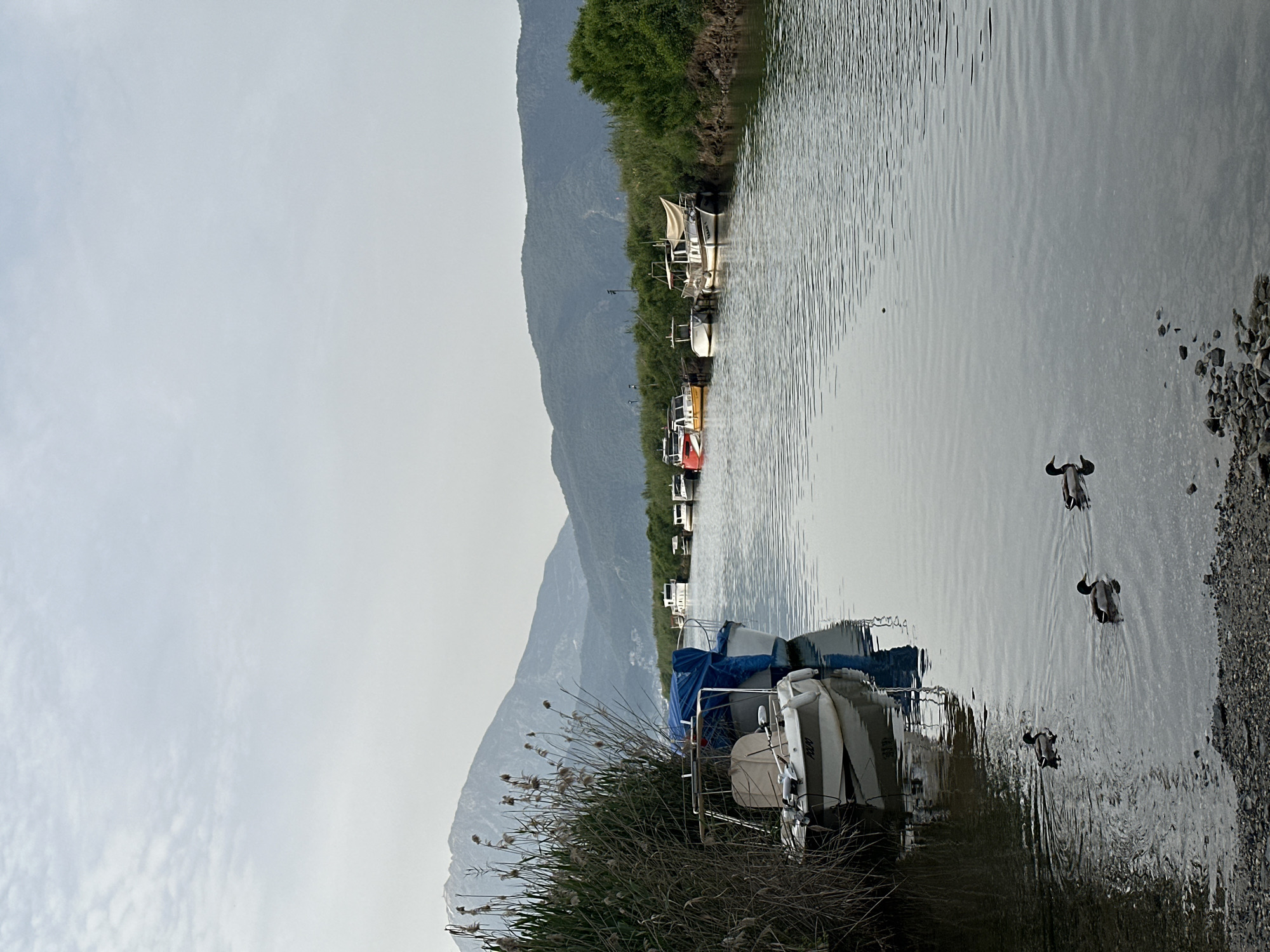 Ducks swim in Fethiye canal amid moored boats