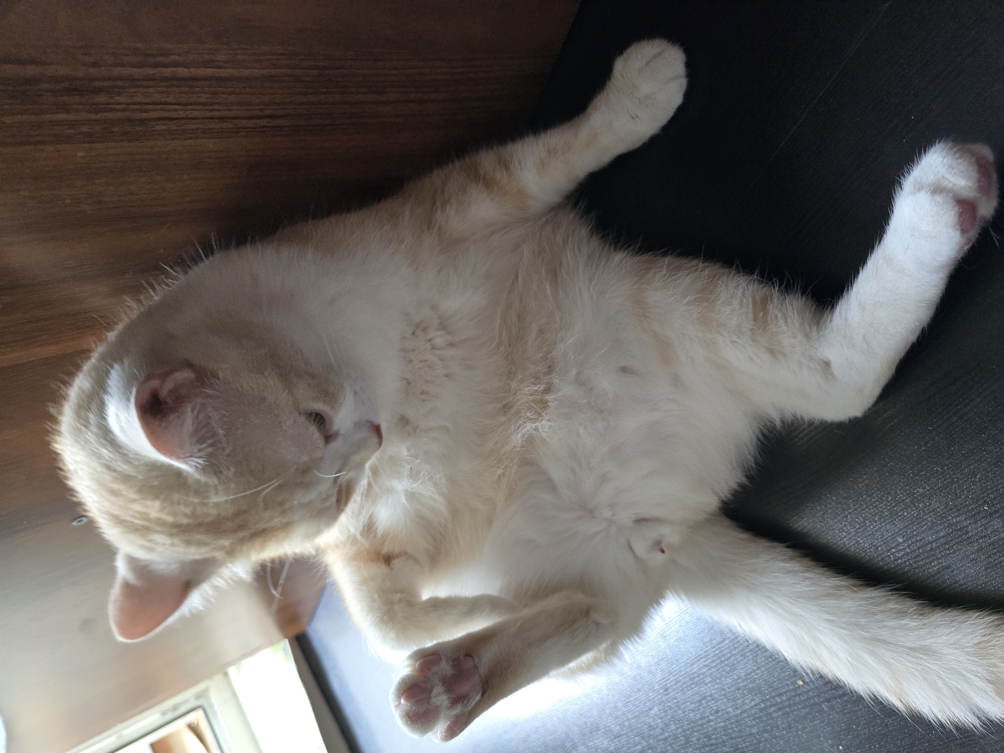 Cats relaxing at home while potato salad gets made