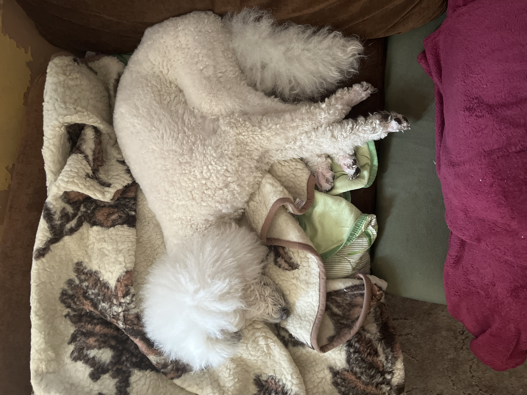 White poodle sleeps peacefully on couch with blankets