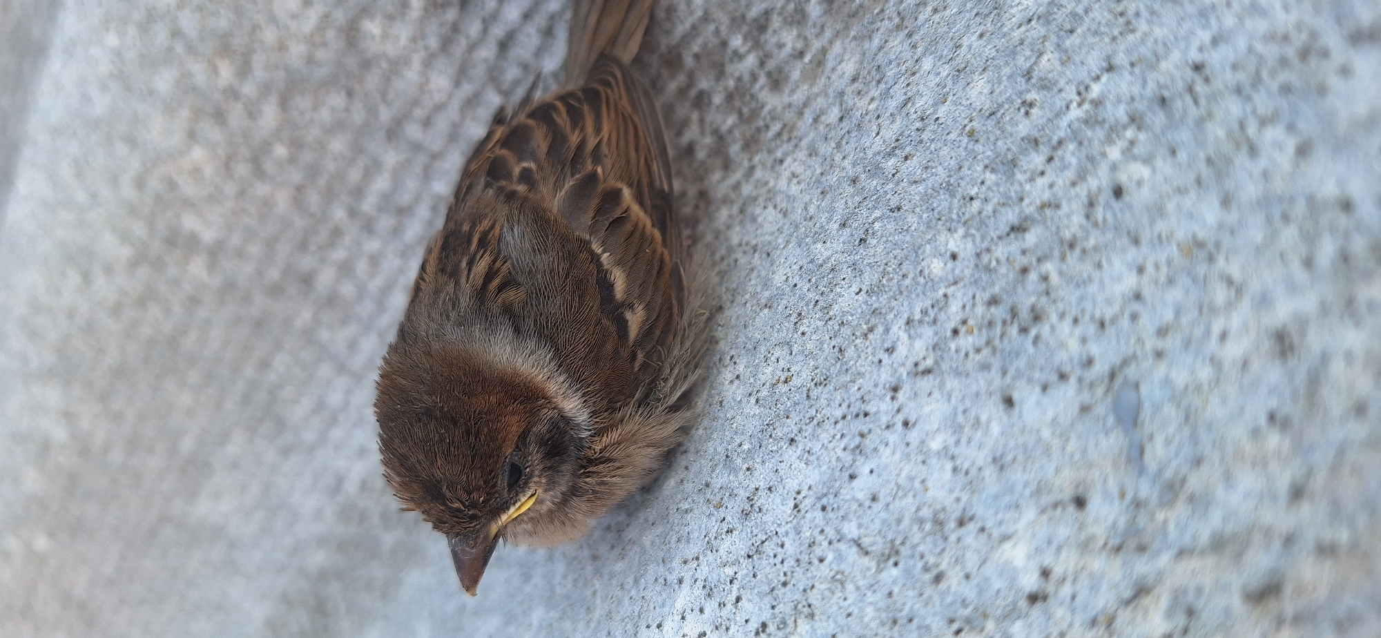 Injured sparrow found and picked up in Chornobai