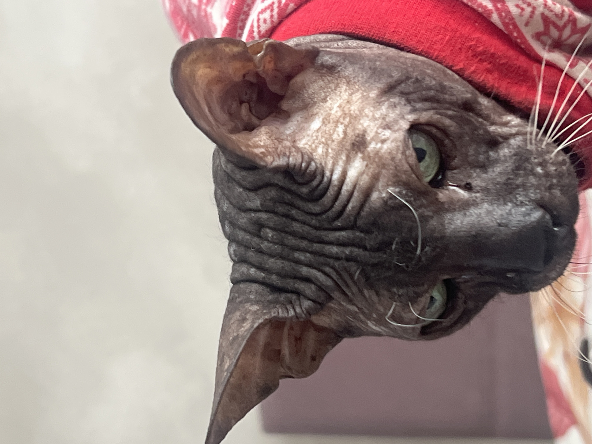 Sphynx cat in sweater photographed with crafts in Votkinsk