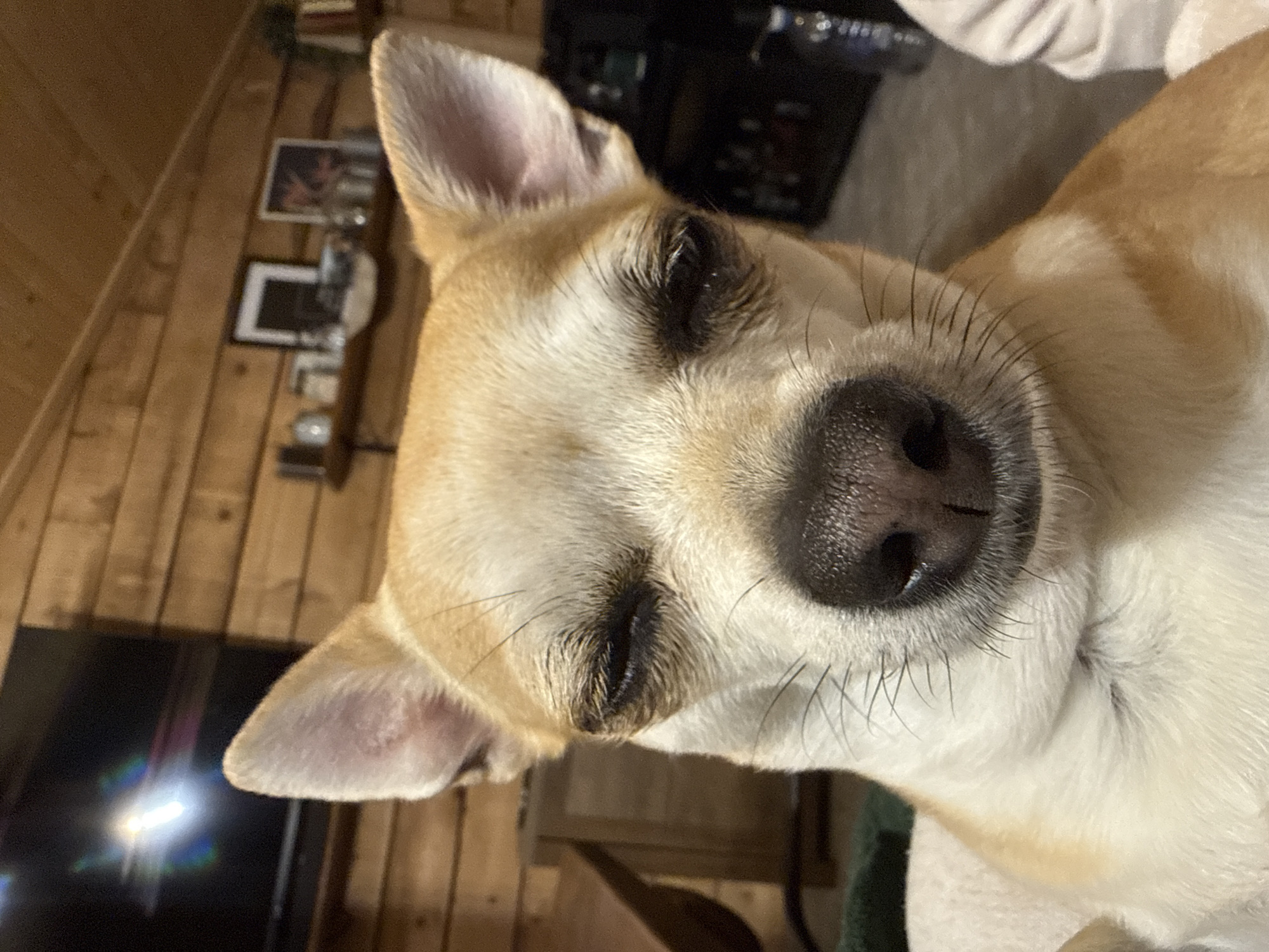 Small dog sleeps peacefully indoors in Ralevo, Bulgaria