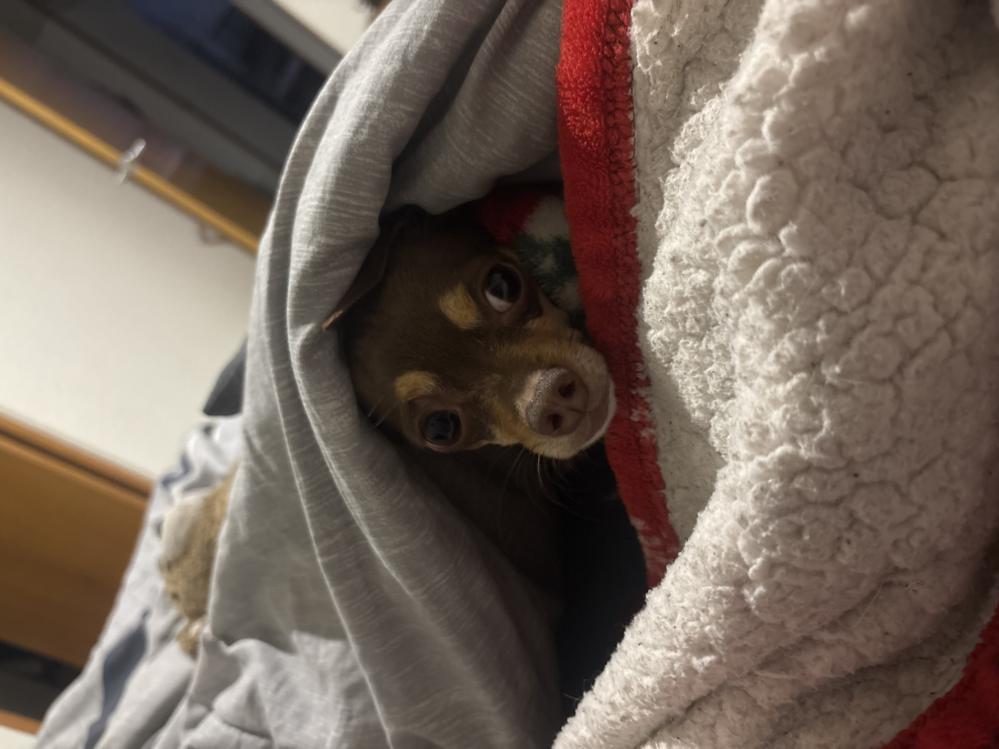 Small Chihuahua observed in early morning hours in Puebla