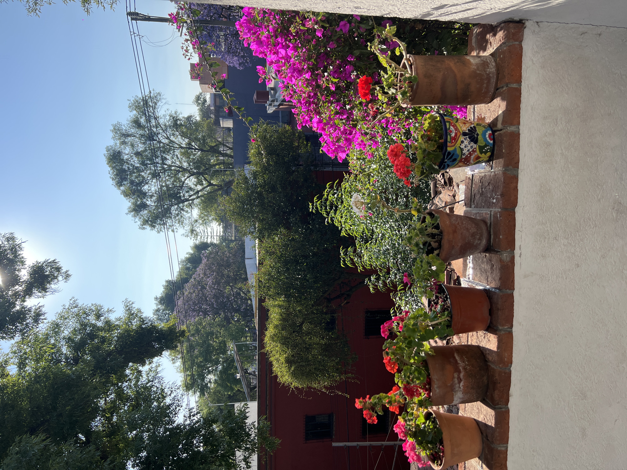 Garden display with flowering geraniums documented in Mexico City
