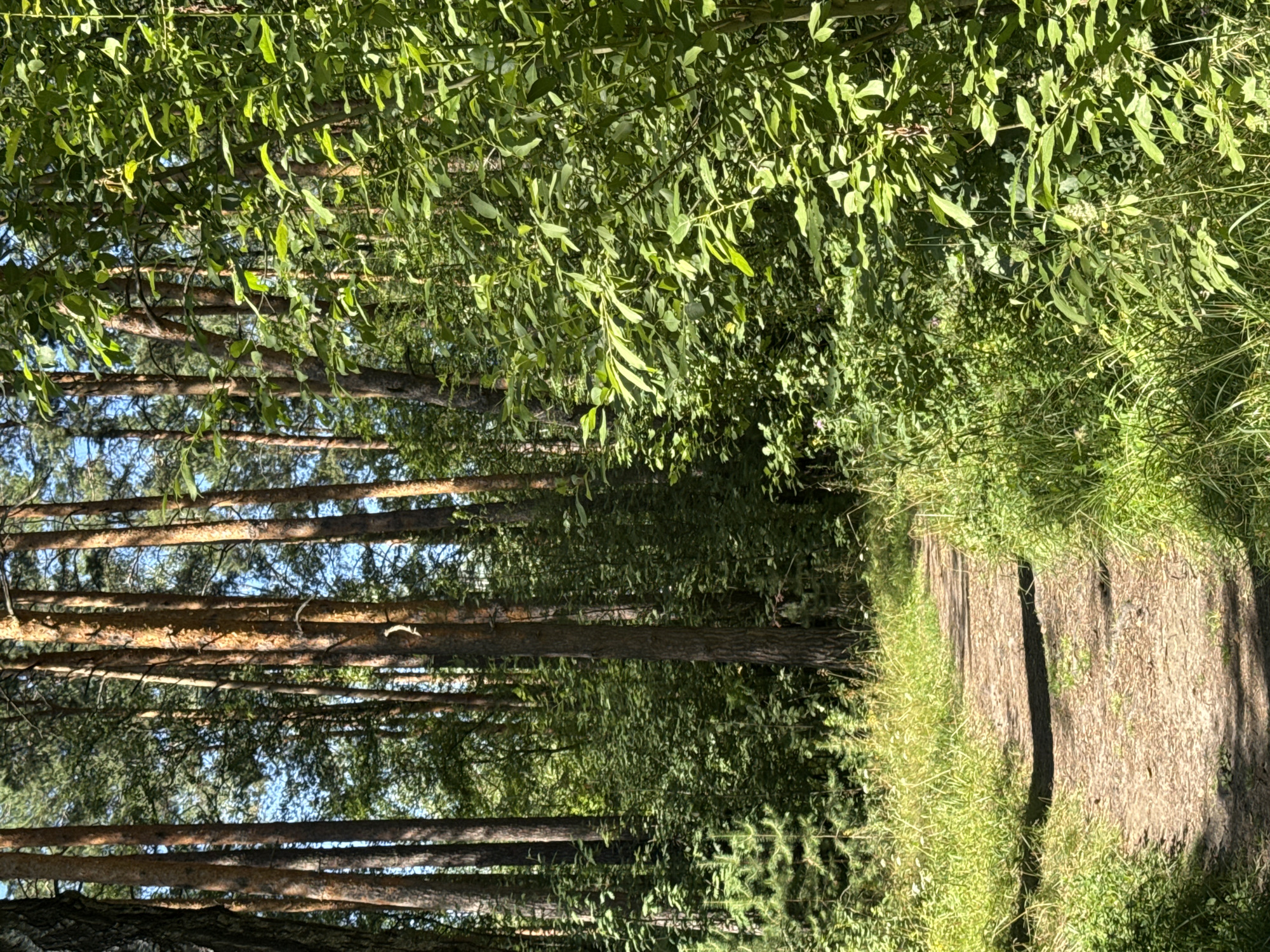 Sunlit pine forest path near Nizhny Novgorod