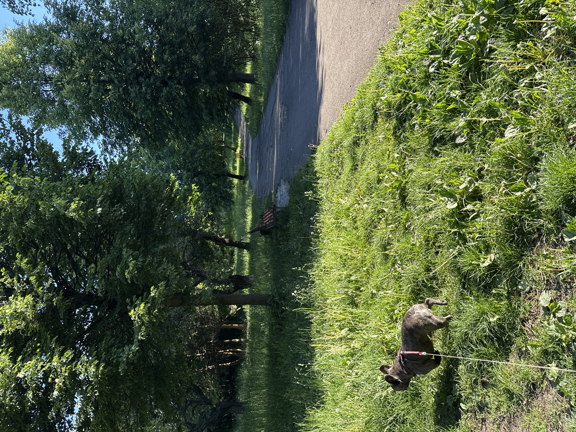 Early Morning Dog Walk Captured in Ternopil Park