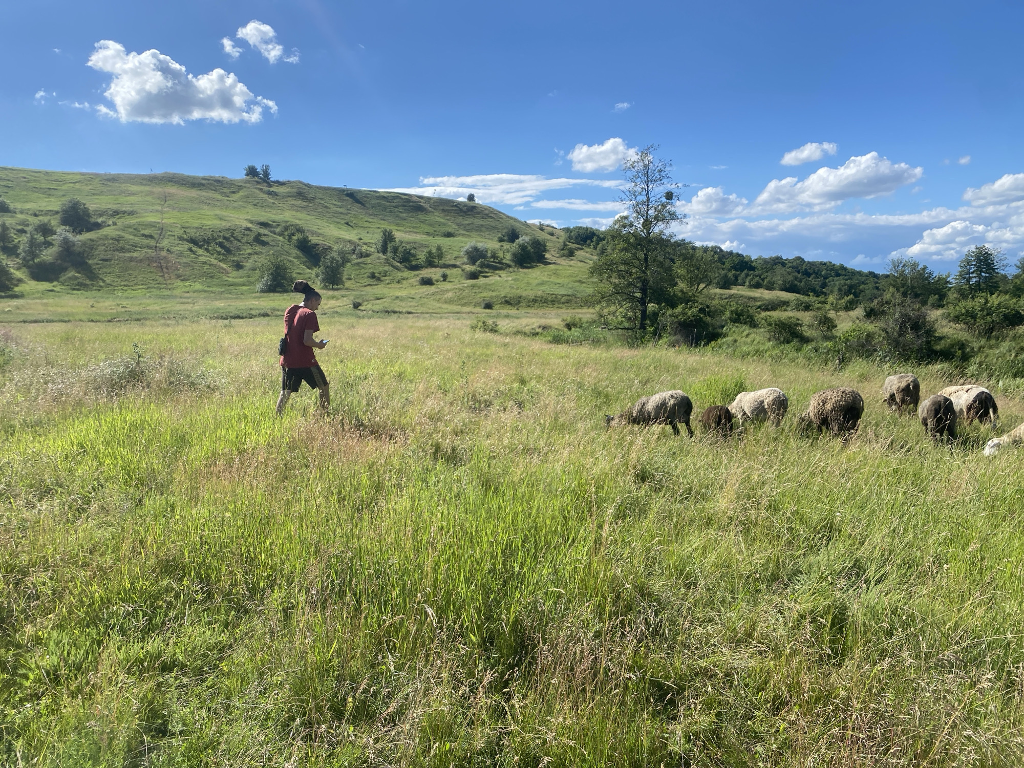 Sheep and goats grazing Ukrainian countryside meadows