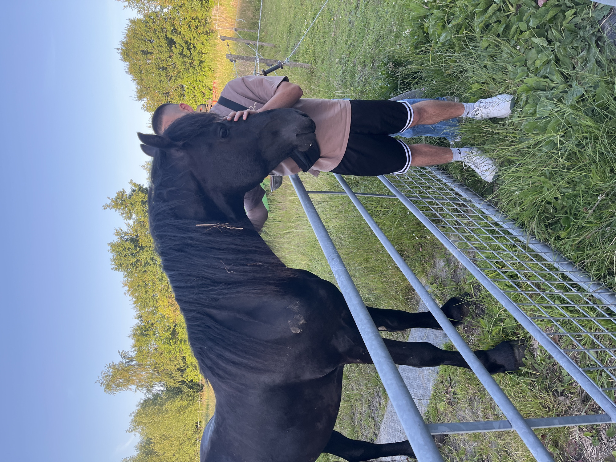 Dark horses in a Dutch field, early evening