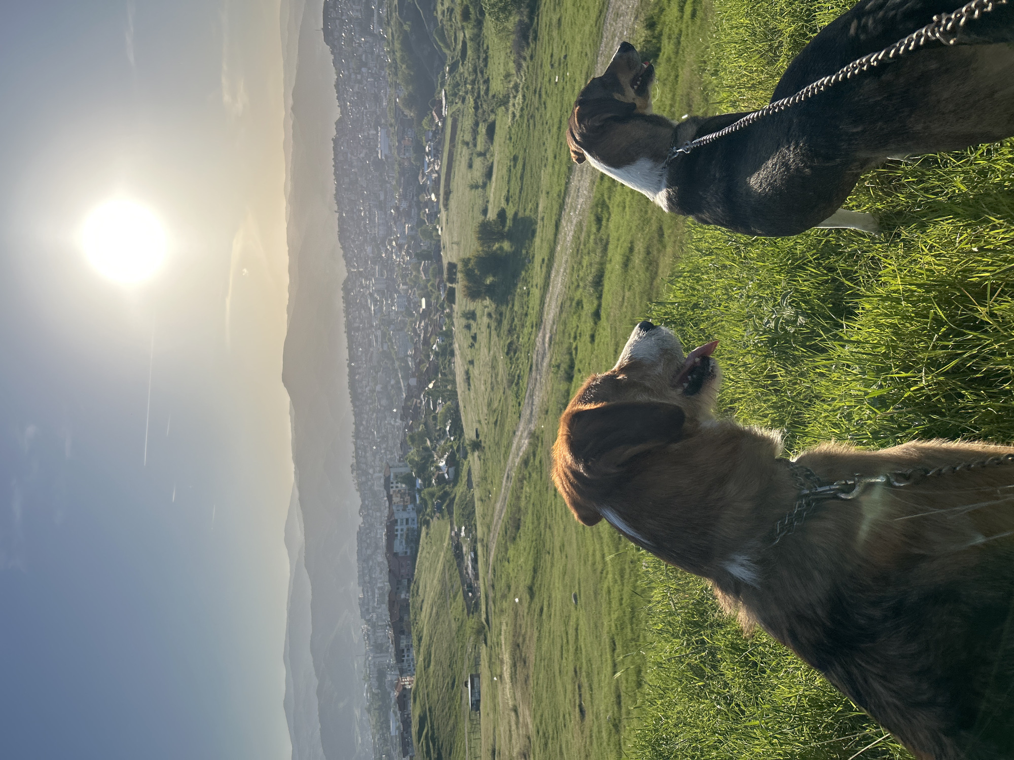 Two dogs spotted on sunny hillside in Polenitsa, Bulgaria