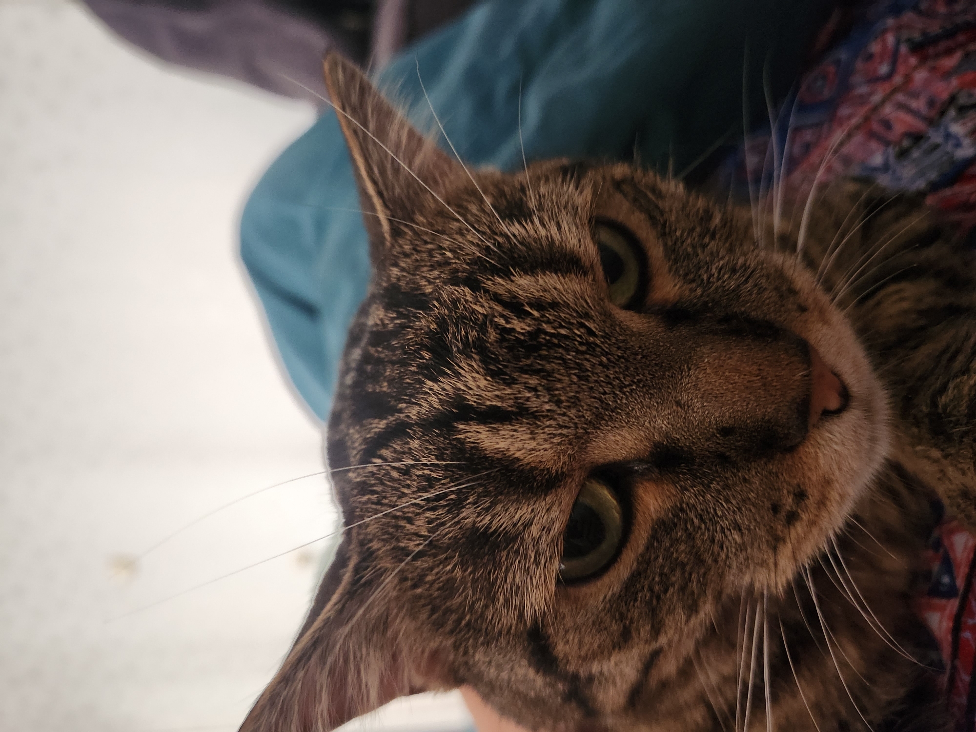Close-up portrait of a green-eyed tabby cat in Vniissok