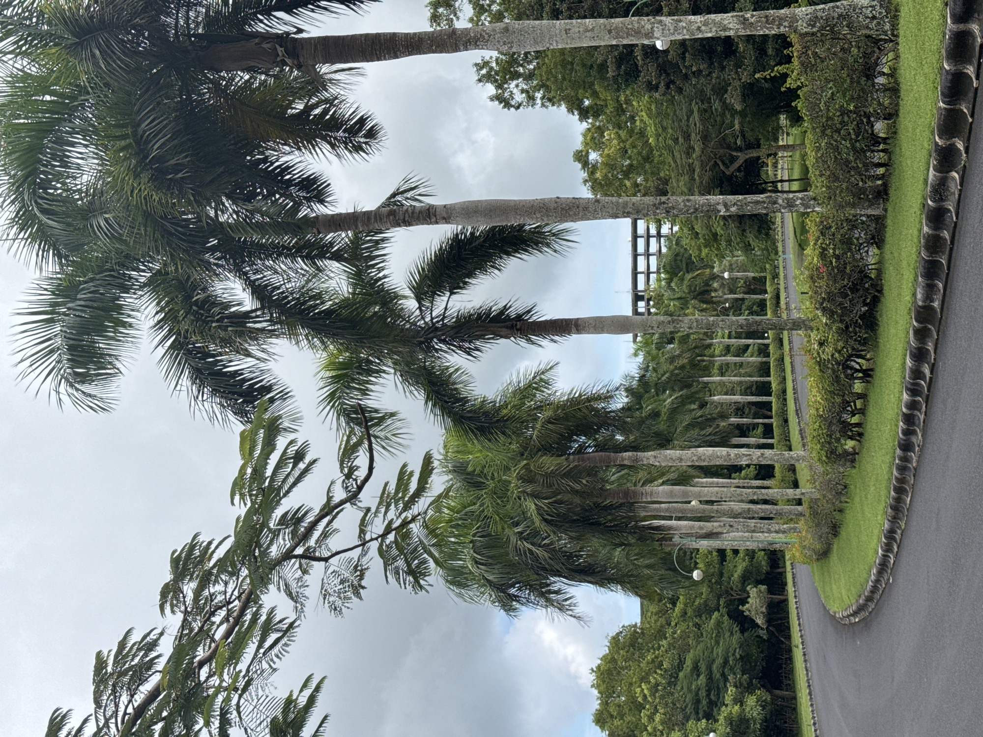 Morning cafe moments and palm trees documented by witness