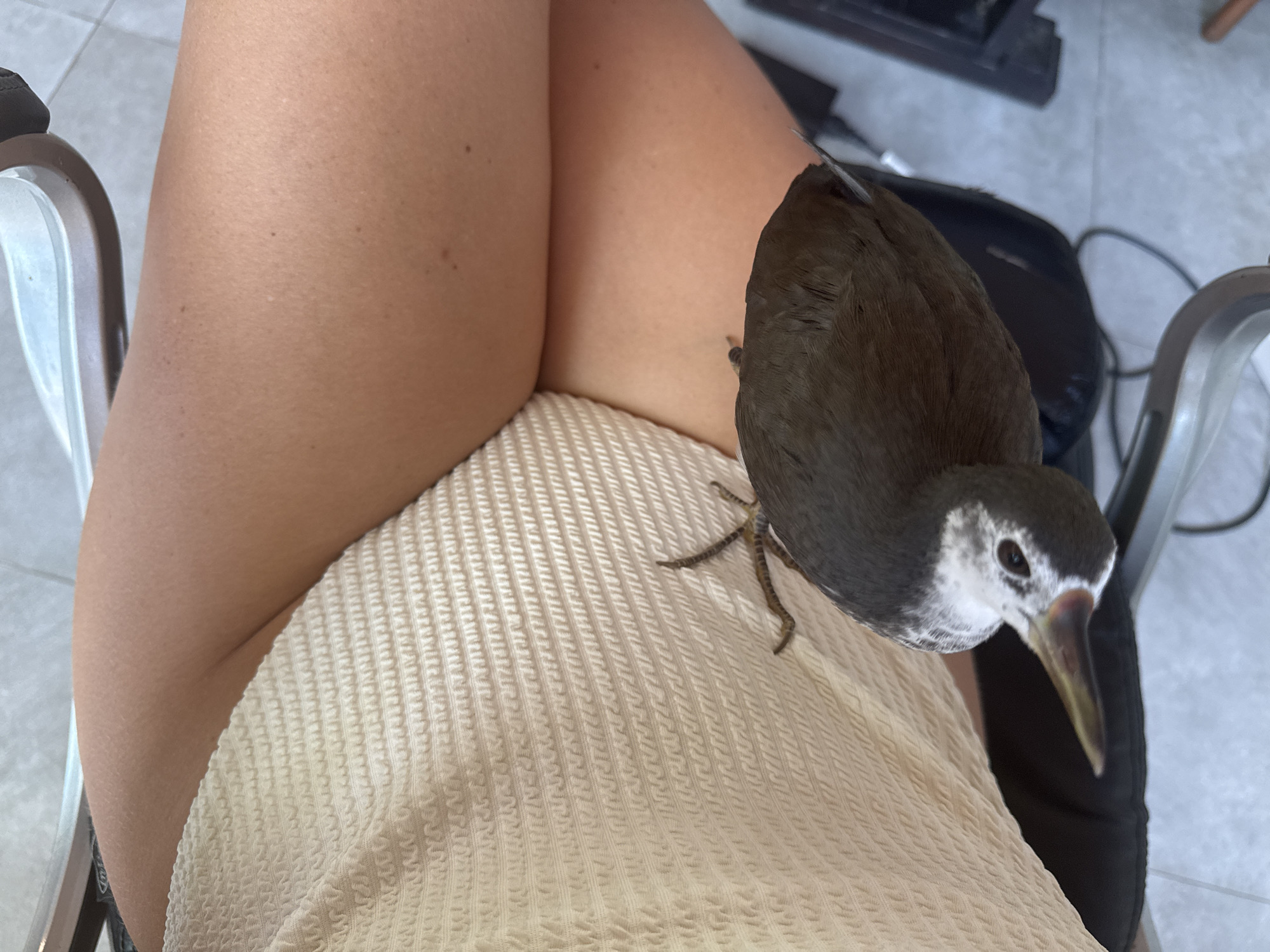 Curious moorhen explores coffee cups, befriends customer in Indonesian café