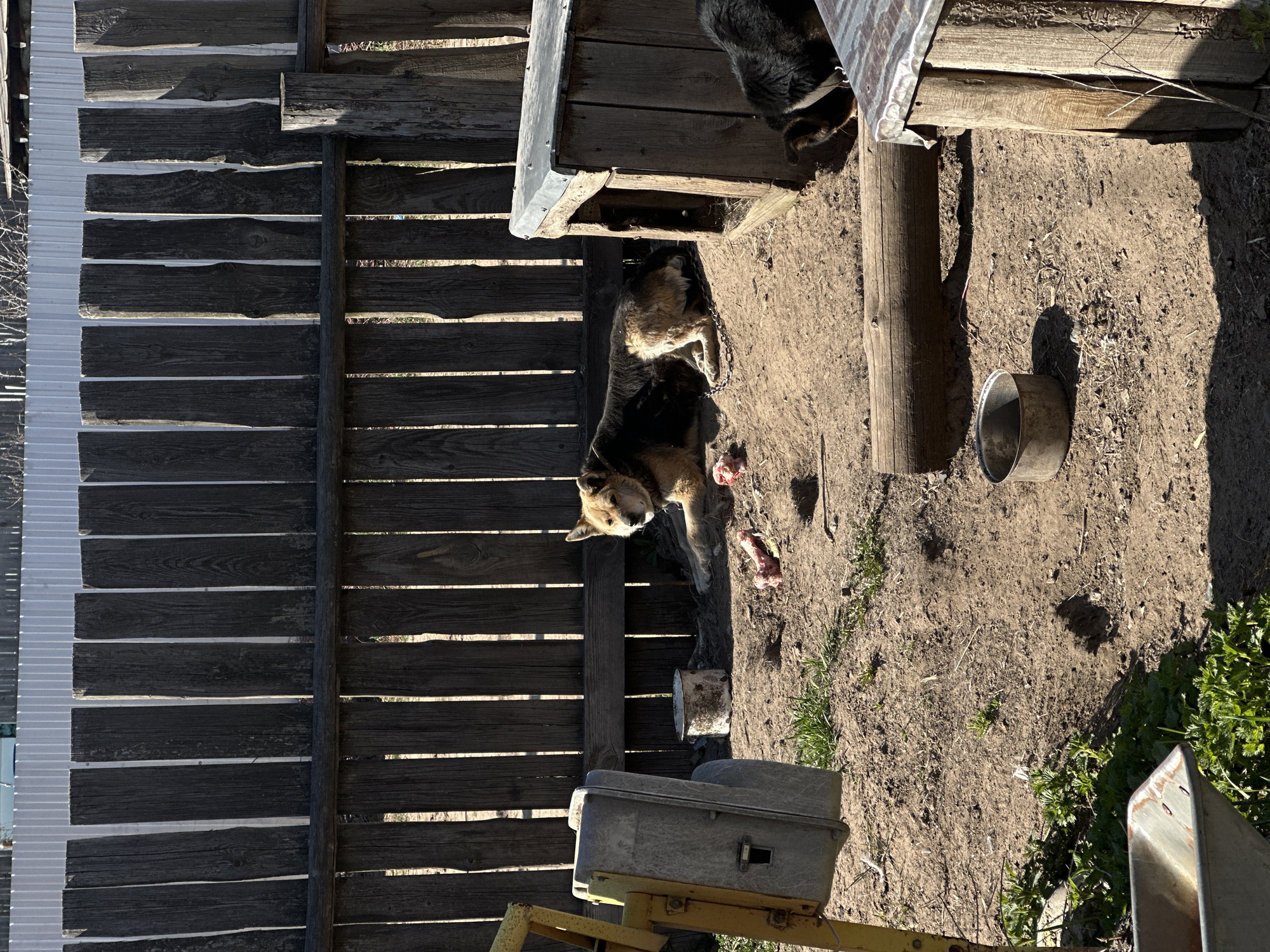 Dogs spotted in fenced yard in Chaikovsky, Russia