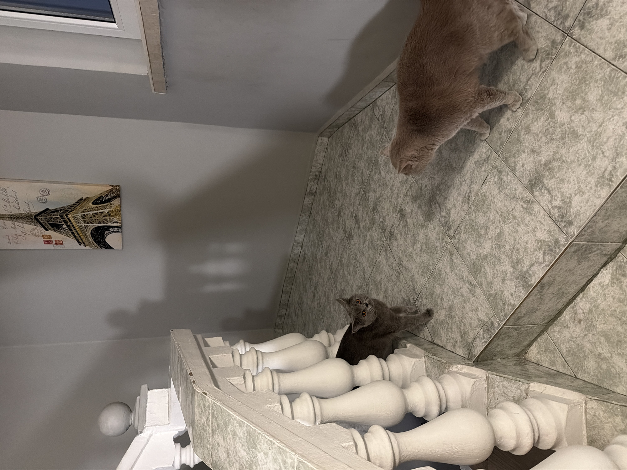 Two cats spotted indoors in Stara Zagora building