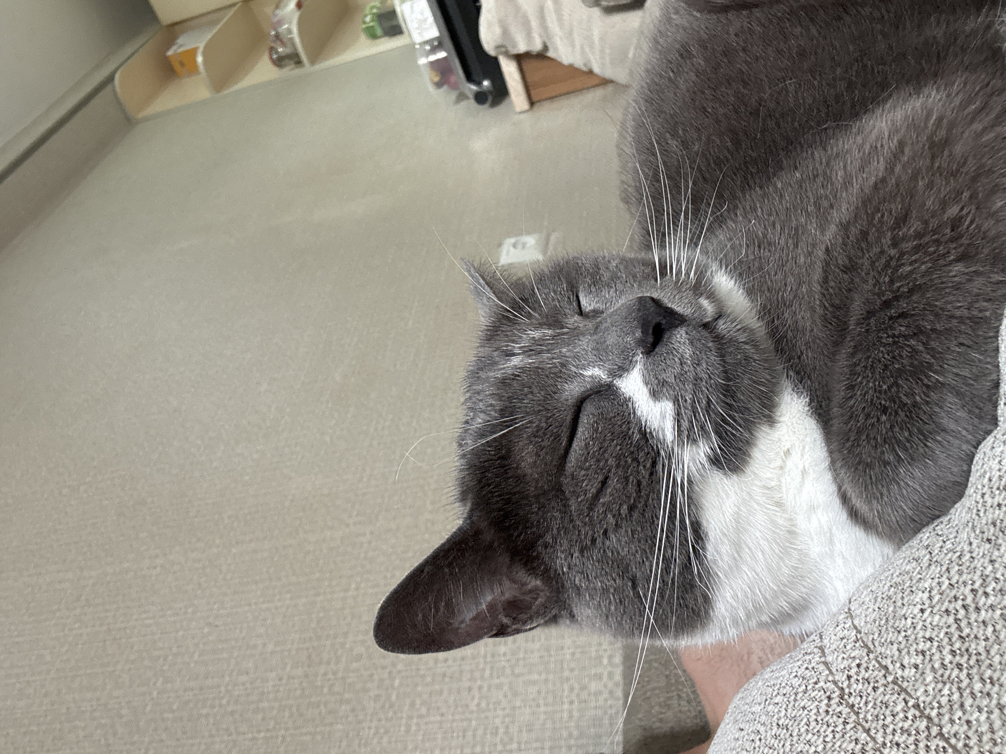 Cat naps near gaming controller in Tbilisi apartment