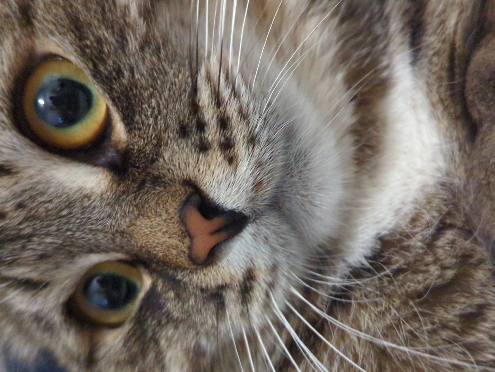 Tabby cat, Soviet director credits, and Kazan nights
