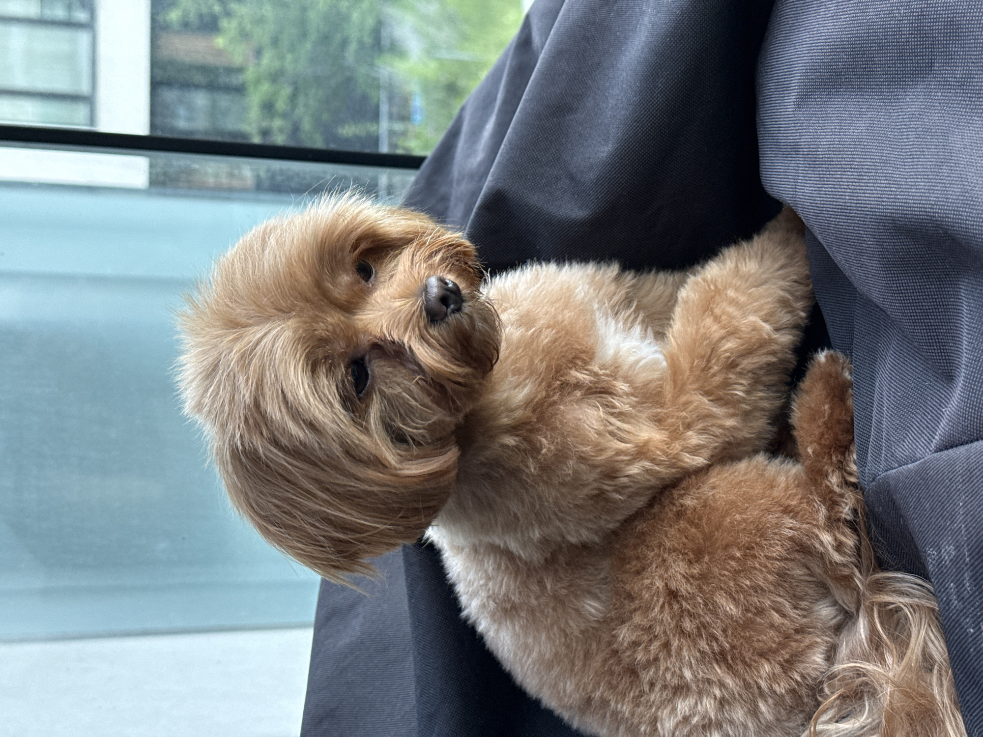 Fluffy dog on a beanbag, casual portraits in Prague