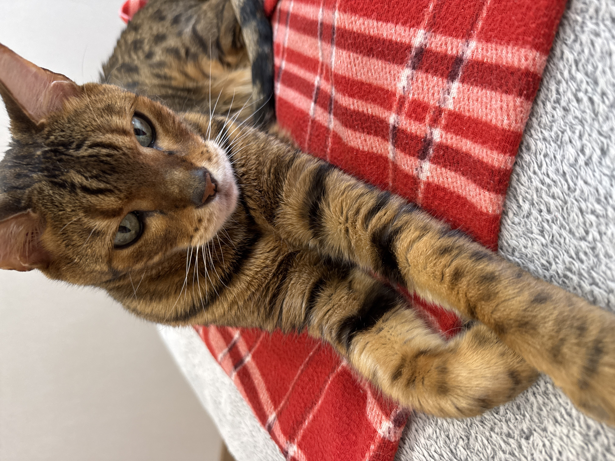 Bengal cat relaxing on plaid blanket, multiple views