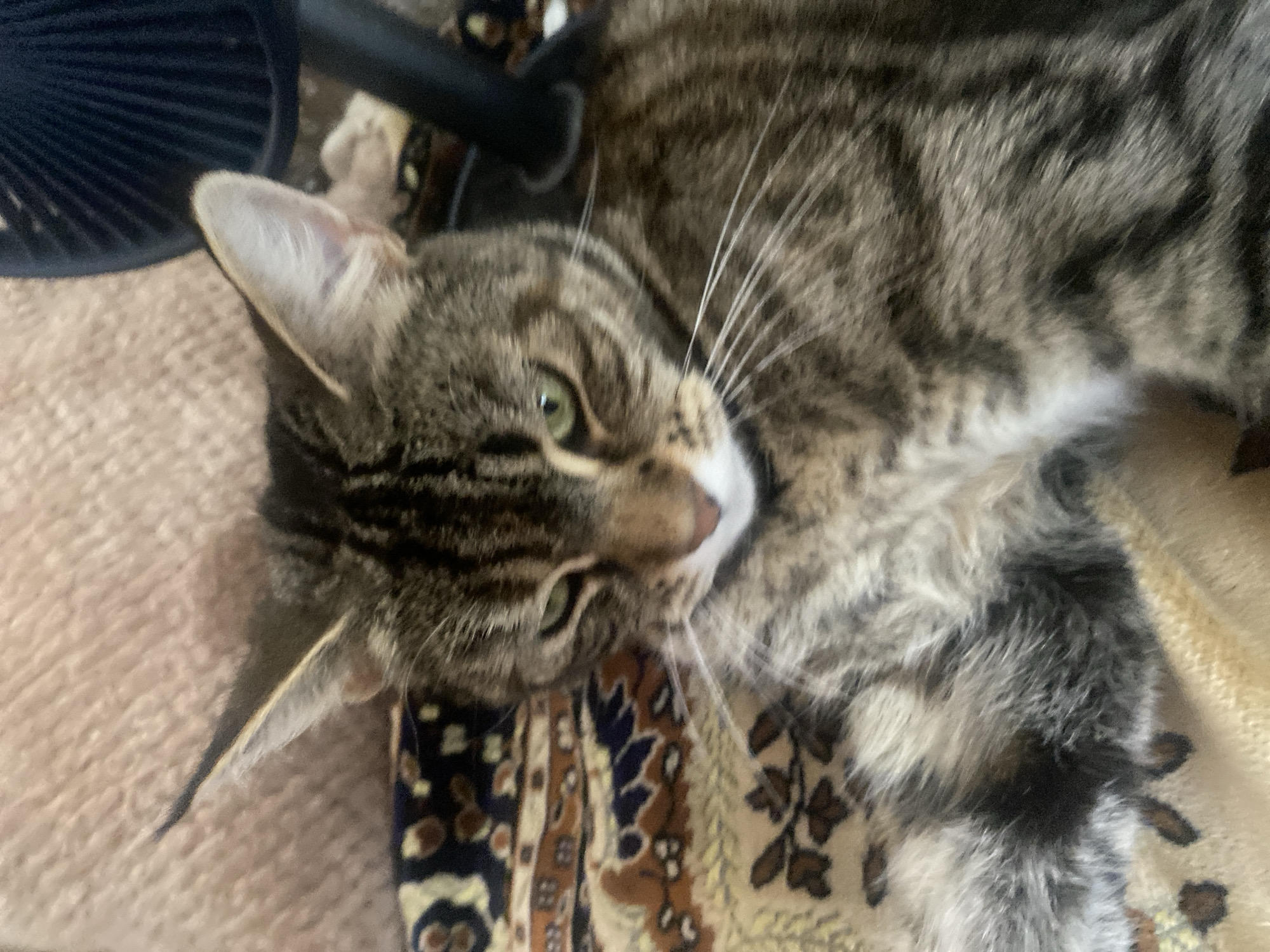 Tabby cat at rest, photographed up close in Maykop