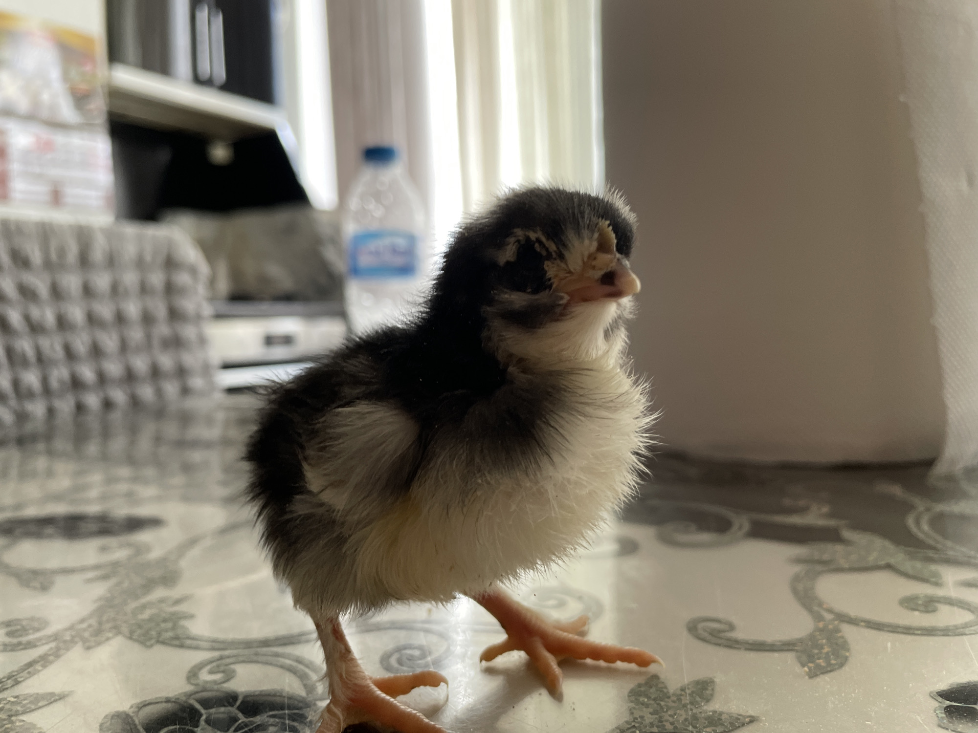 Baby chicks documented in Zlatograd, Bulgaria backyard setting