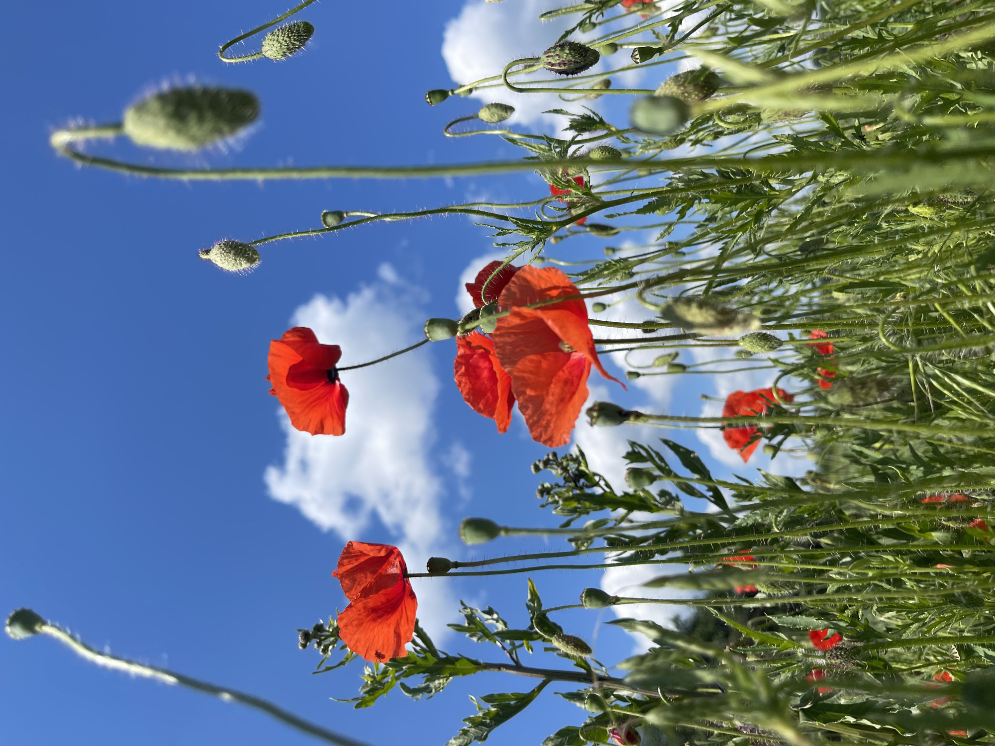 Red poppies bloom in Ukrainian field near Popasne