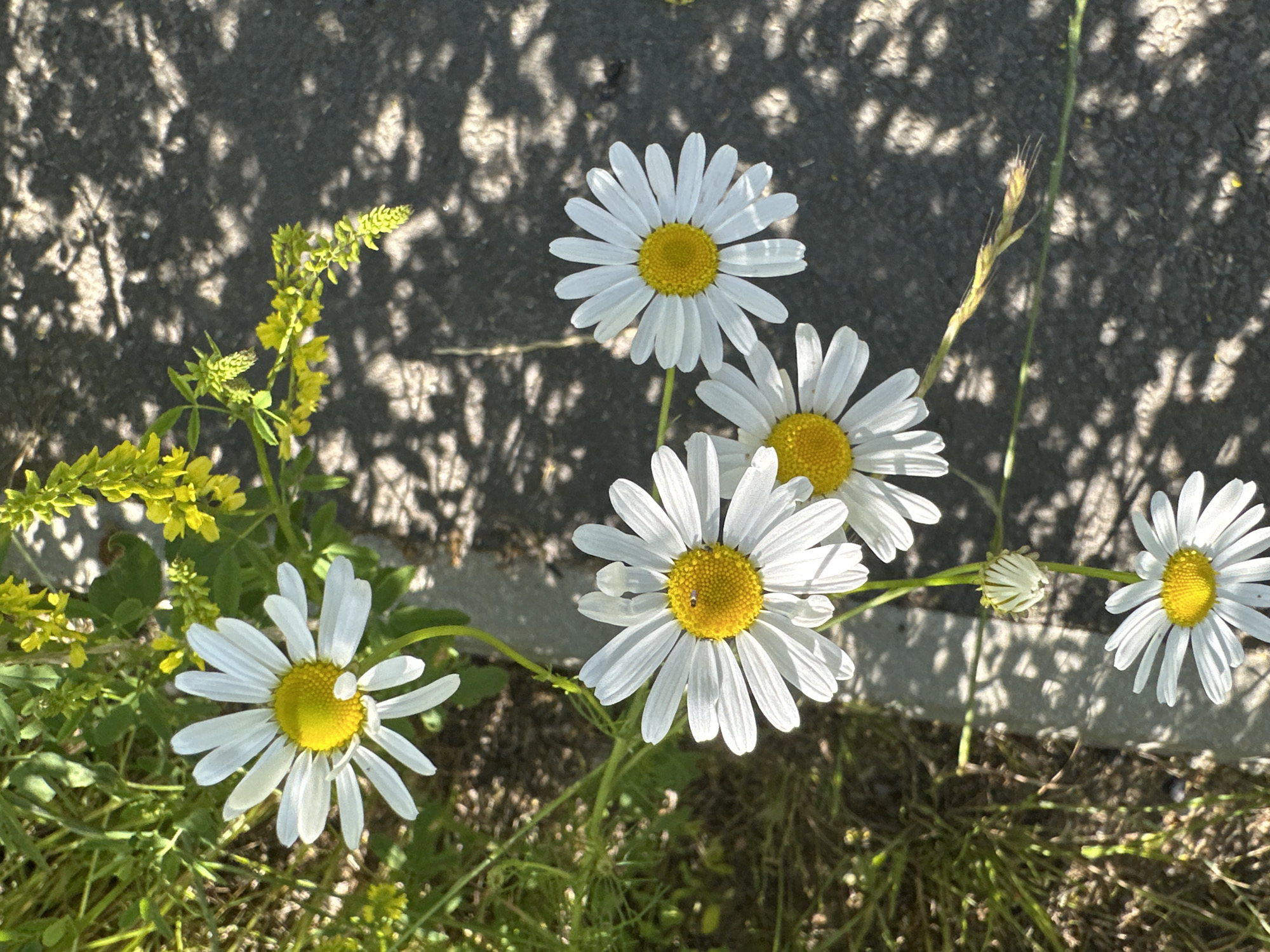 Lazy summer afternoon in a Dubrovitsy park