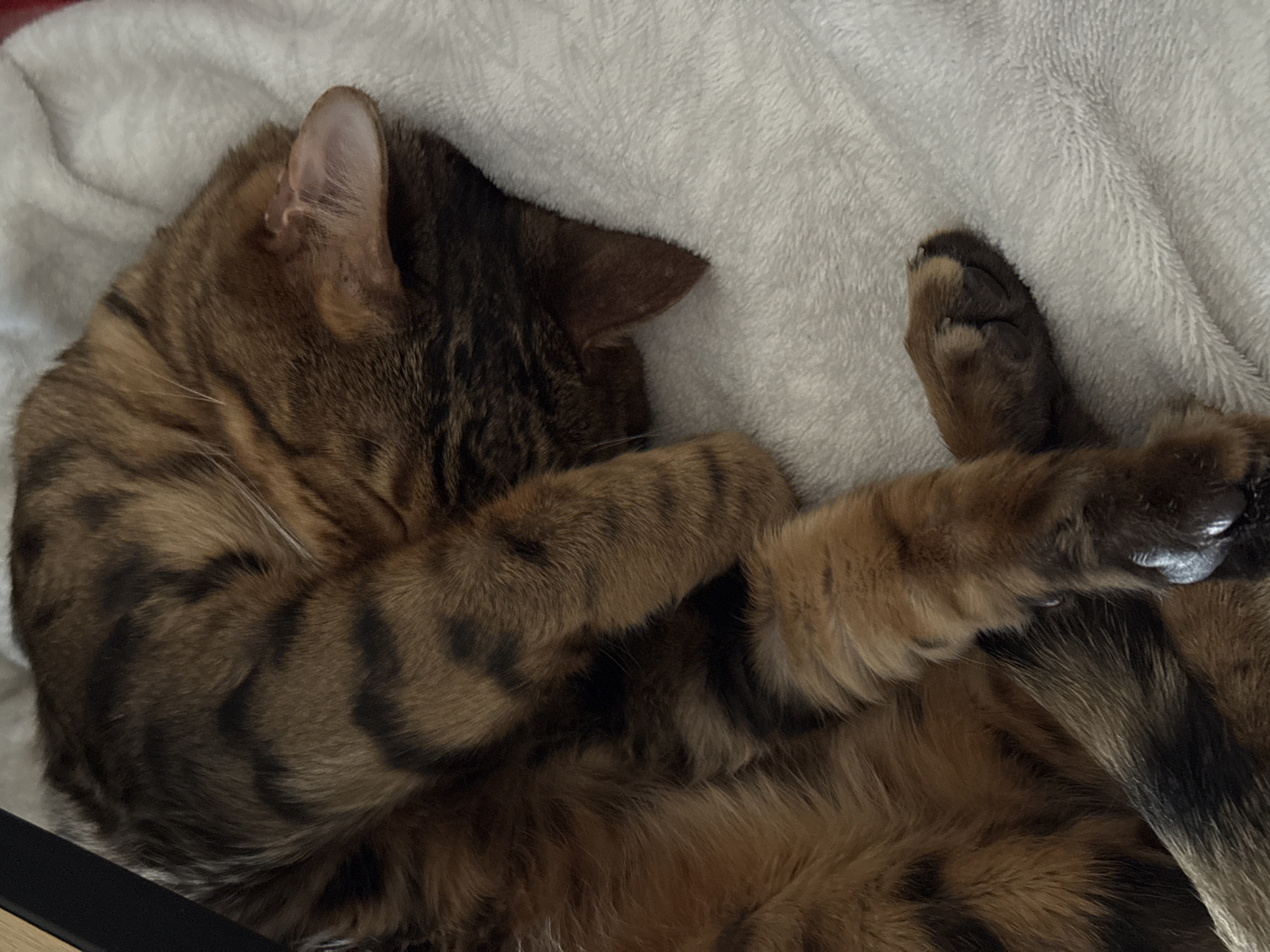 Bengal Cat Rests During Morning Hours in Urban Setting
