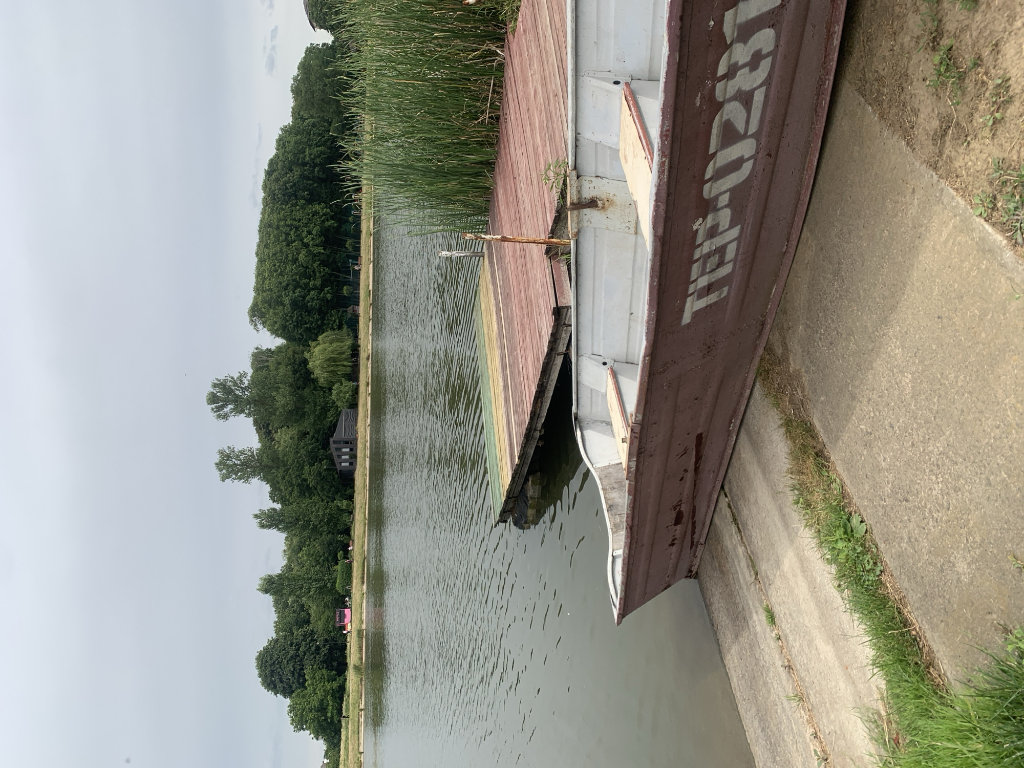 Swans, wildflowers, and still water at a Kolomyia lakeside