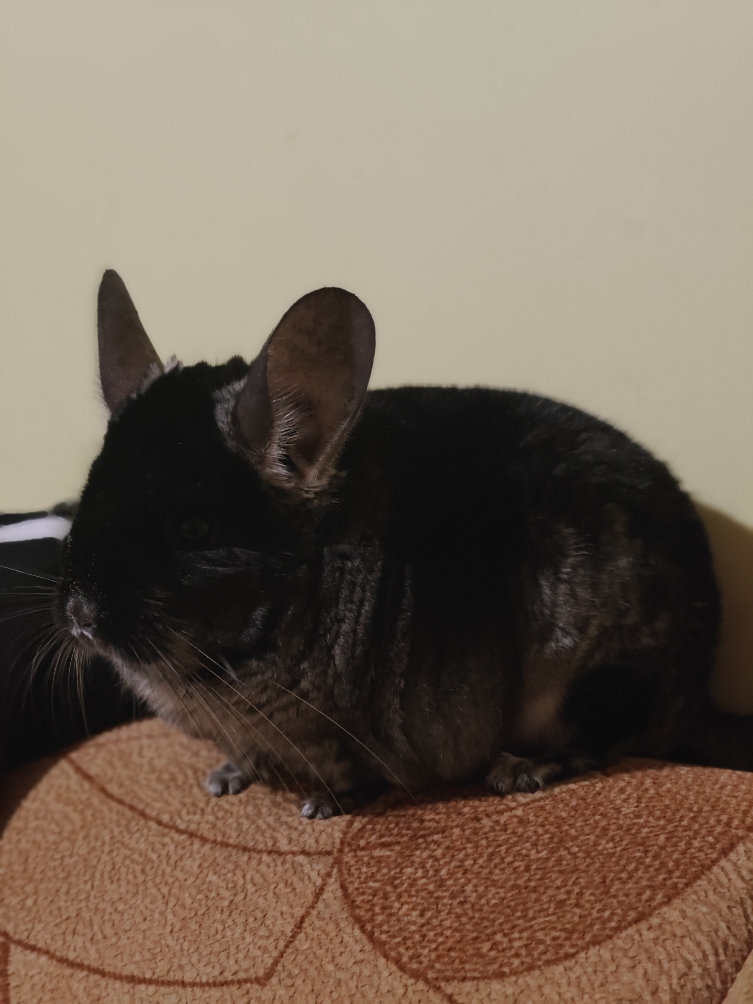 Cats and chinchillas observed around residential Hadiach, Ukraine