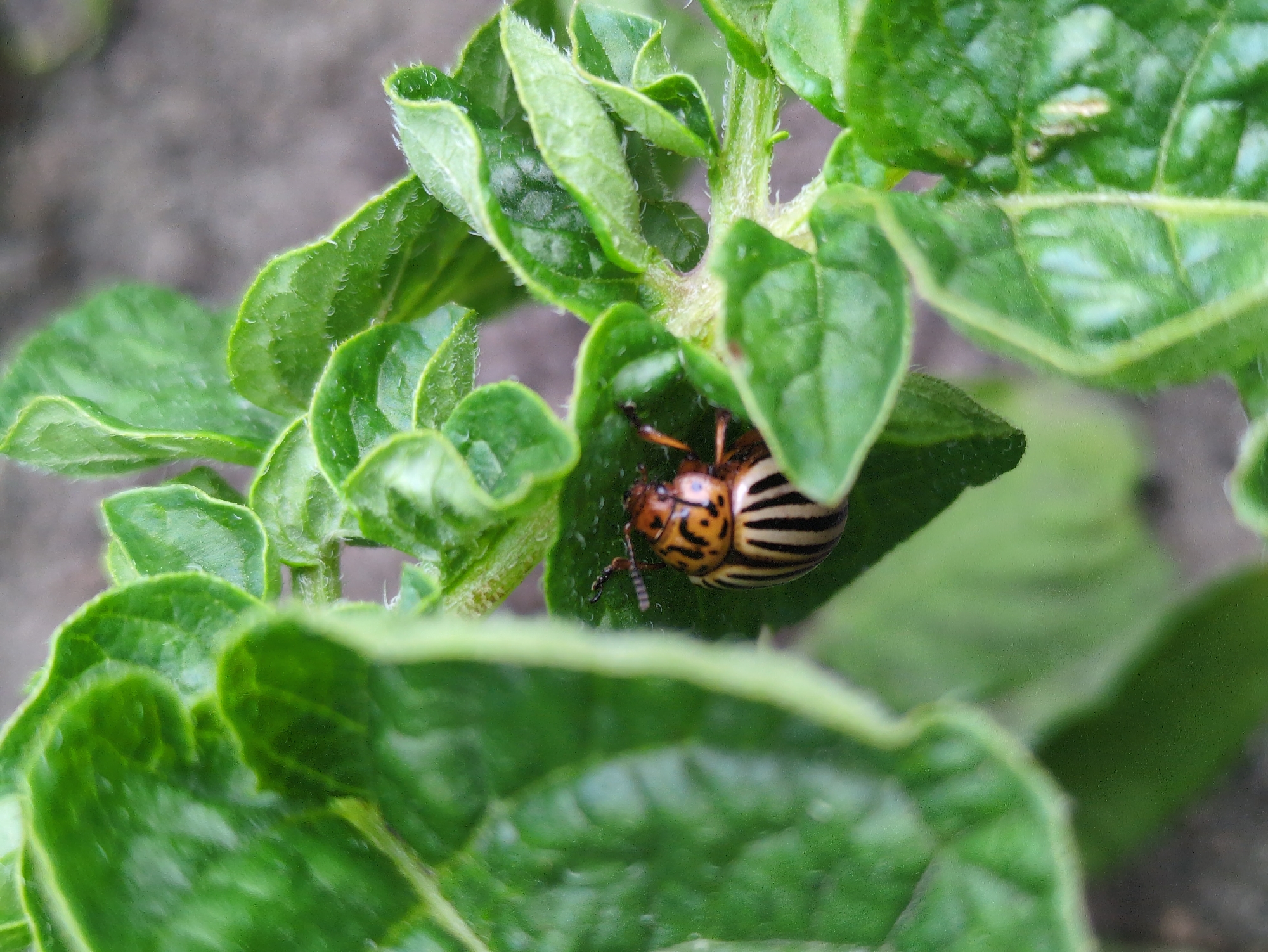 Garden tour captures blooming flowers and vegetables in Kulebaki