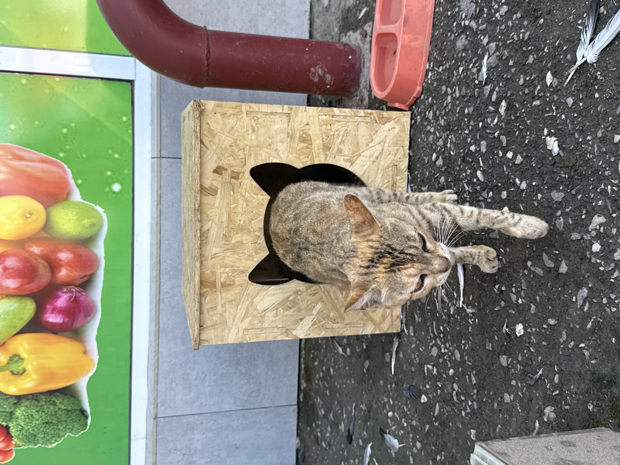 Cats, a DIY shelter, and a mosque in Mayrtup