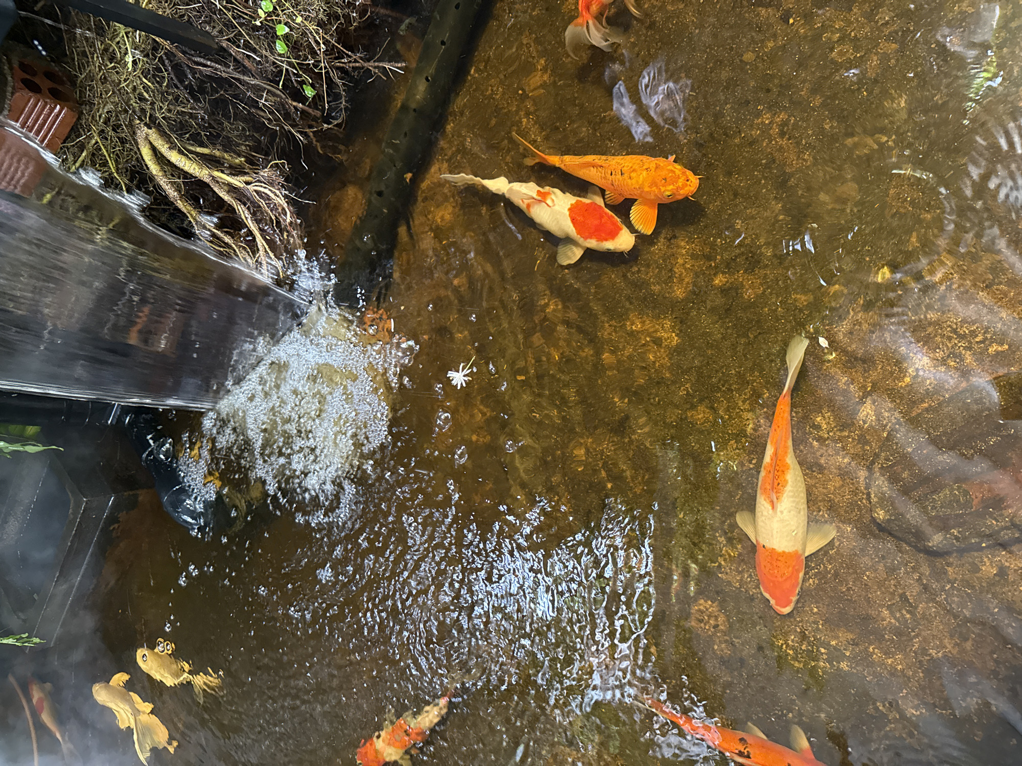 Koi pond and green-draped cafe in Nha Trang