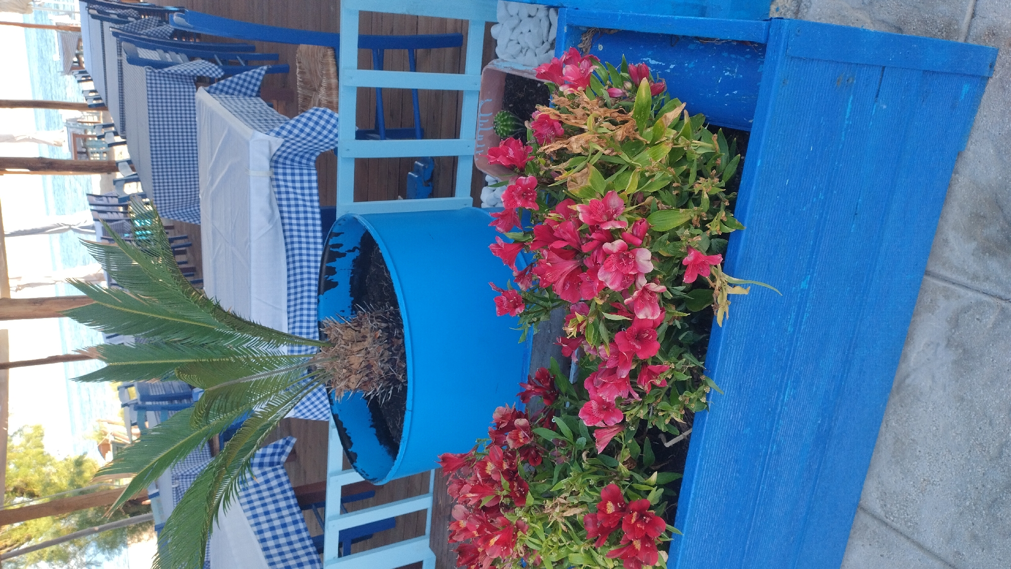 Morning coastal walk through blooming Neoi Epivates, Greece