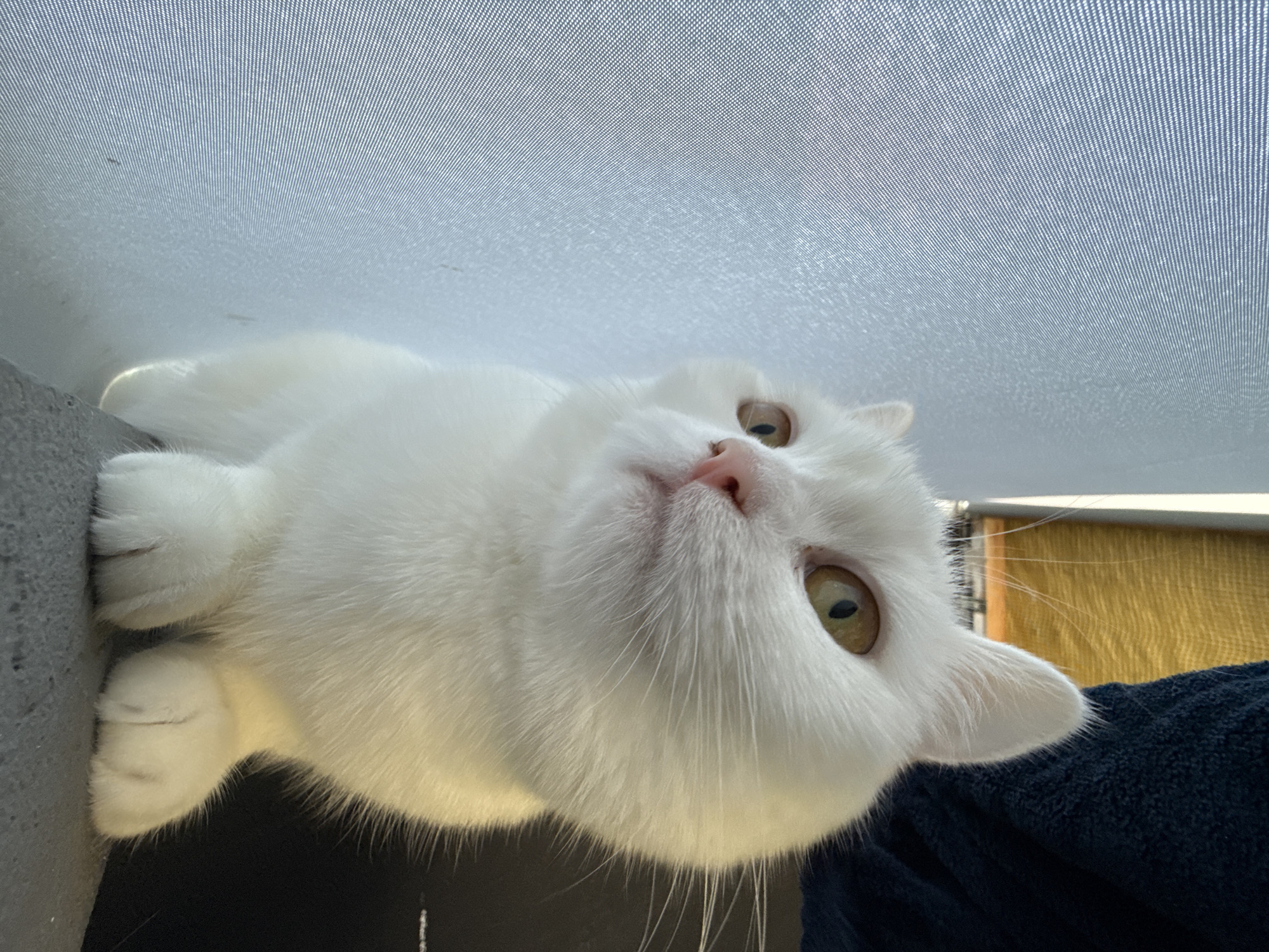 White cat against a light blue curtain, multiple angles