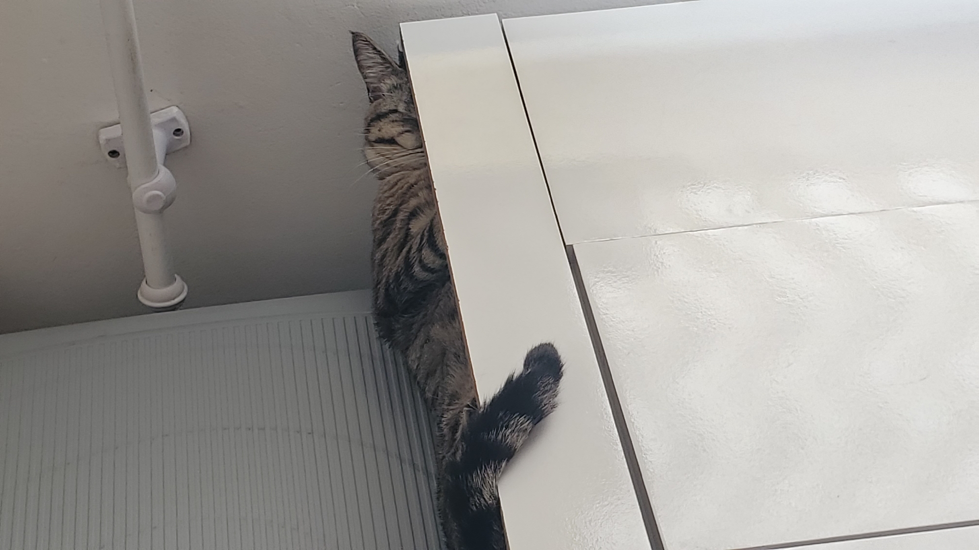 Tabby cat hides behind white cabinet in Curitiba home
