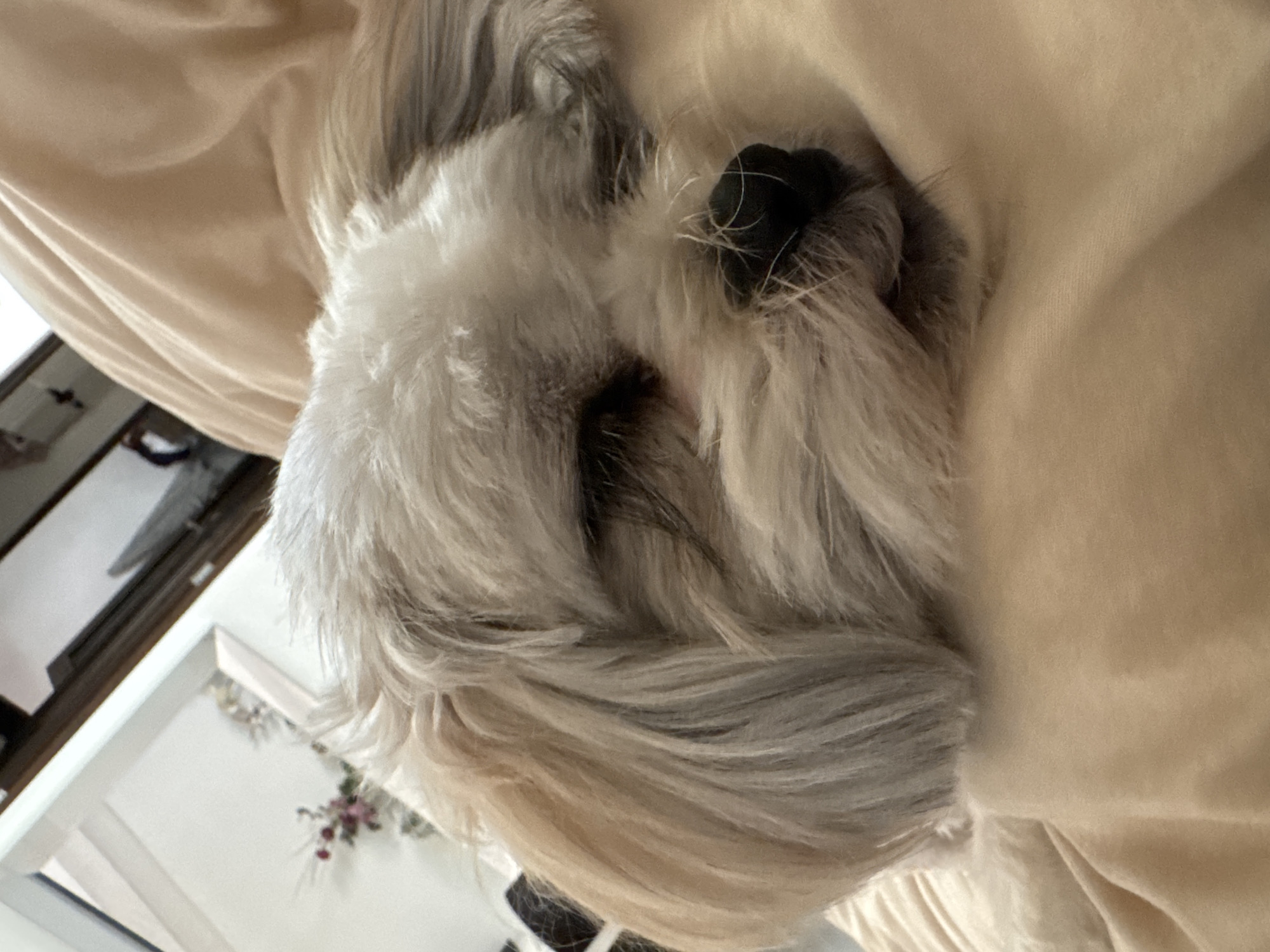 Small dog sleeps peacefully in Mexico City