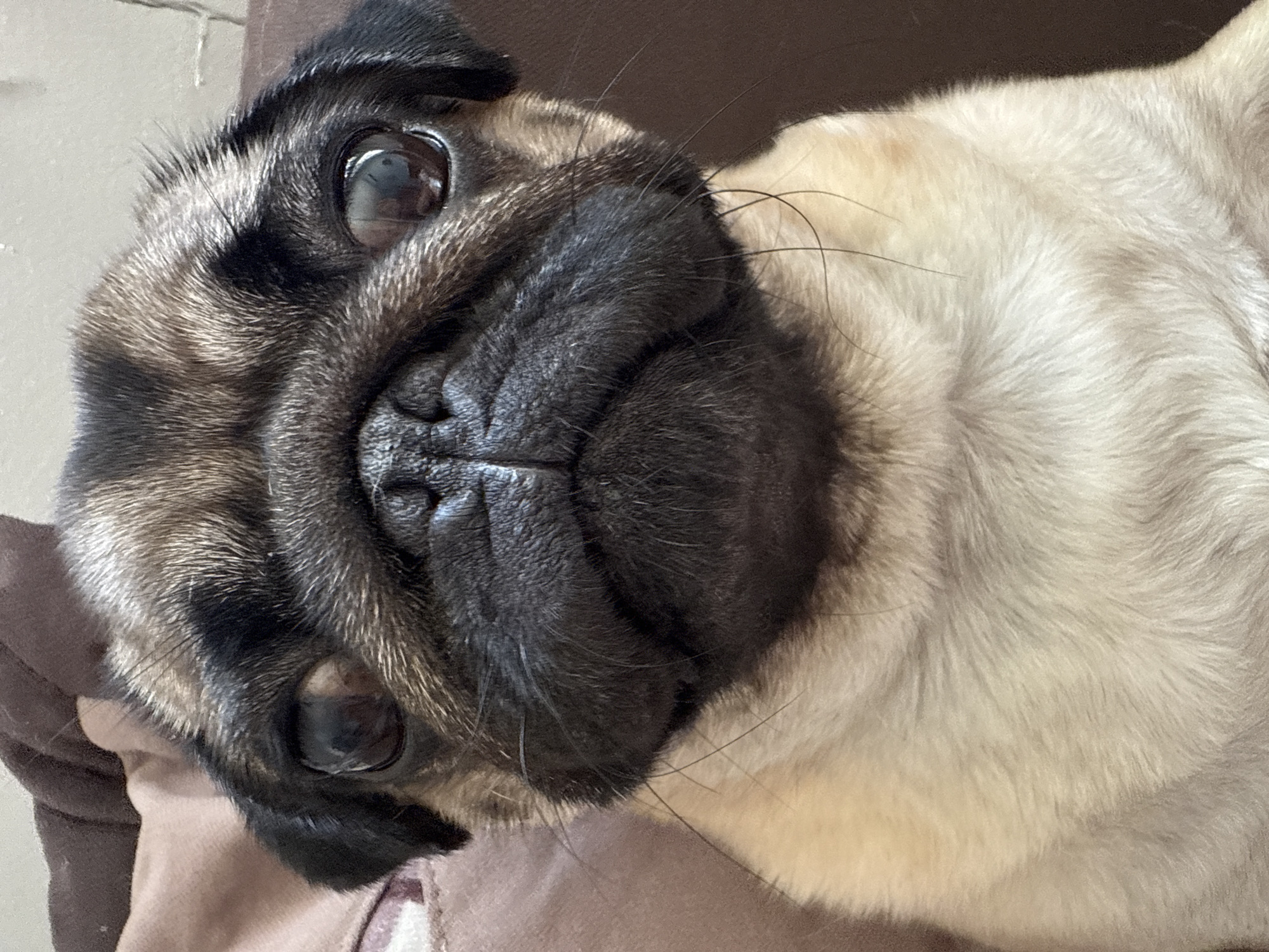 Pug dog observed in various poses over morning hours