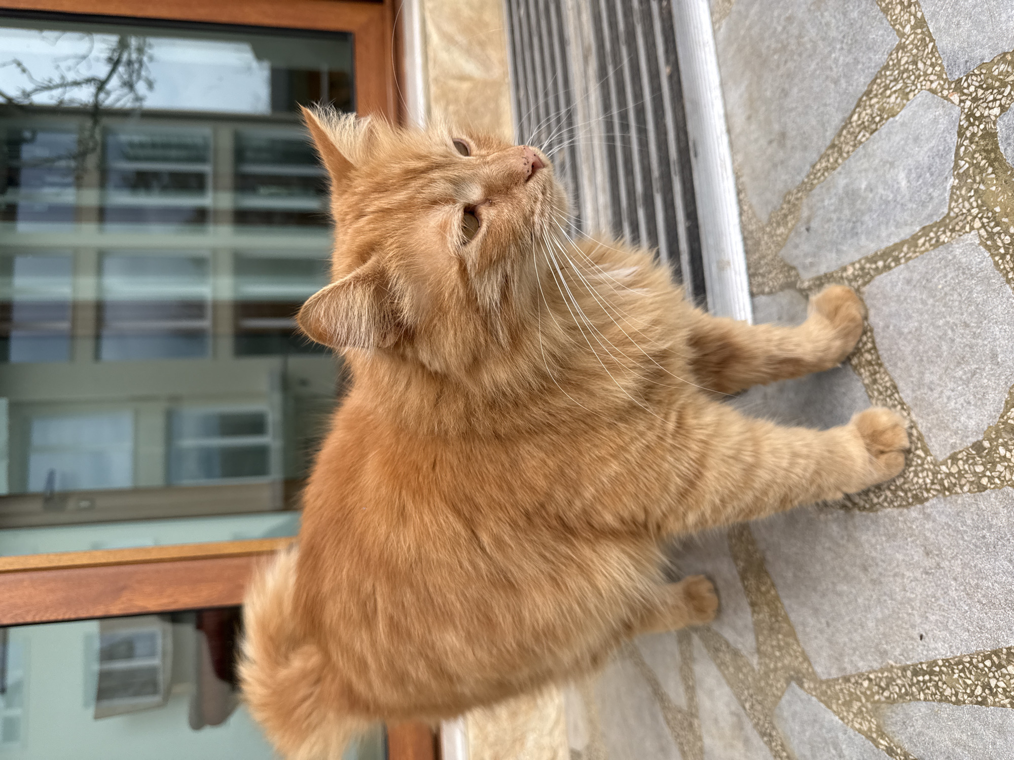 Orange cat spotted lounging on porch, window sill in Berkovitsa