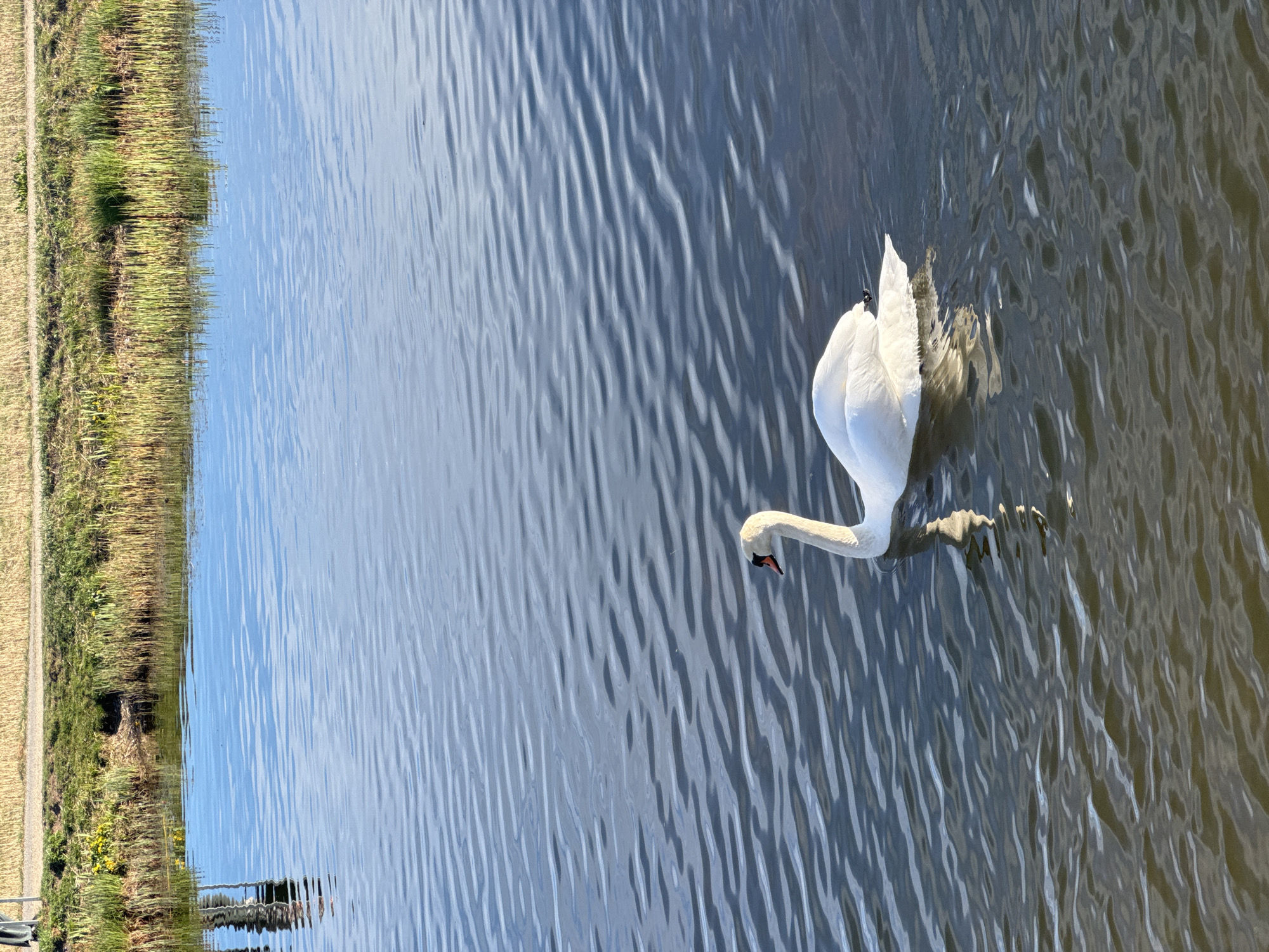 White swan spotted swimming gracefully in Copenhagen waters