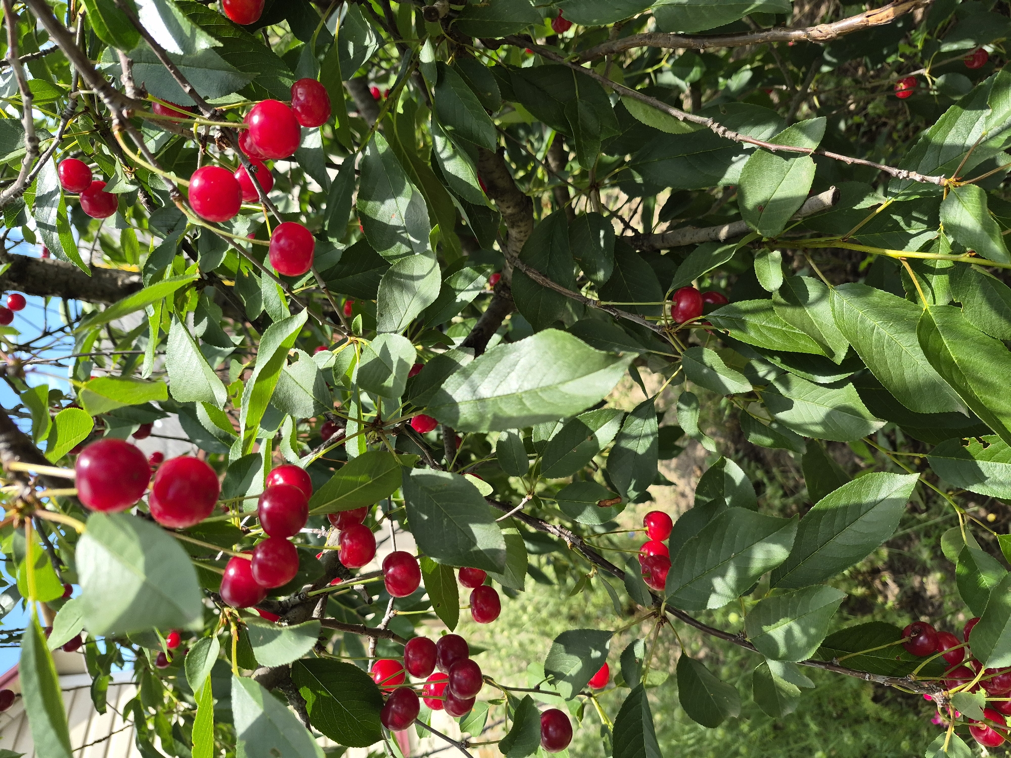 Garden flowers, fruit trees, and houseplant photography collection