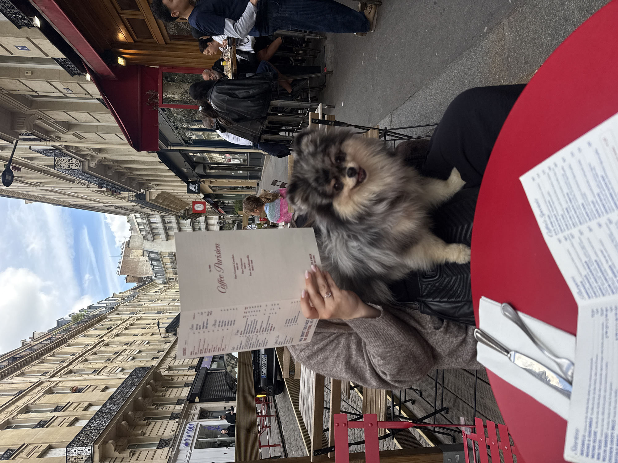 Pomeranian enjoys café outing on Paris street