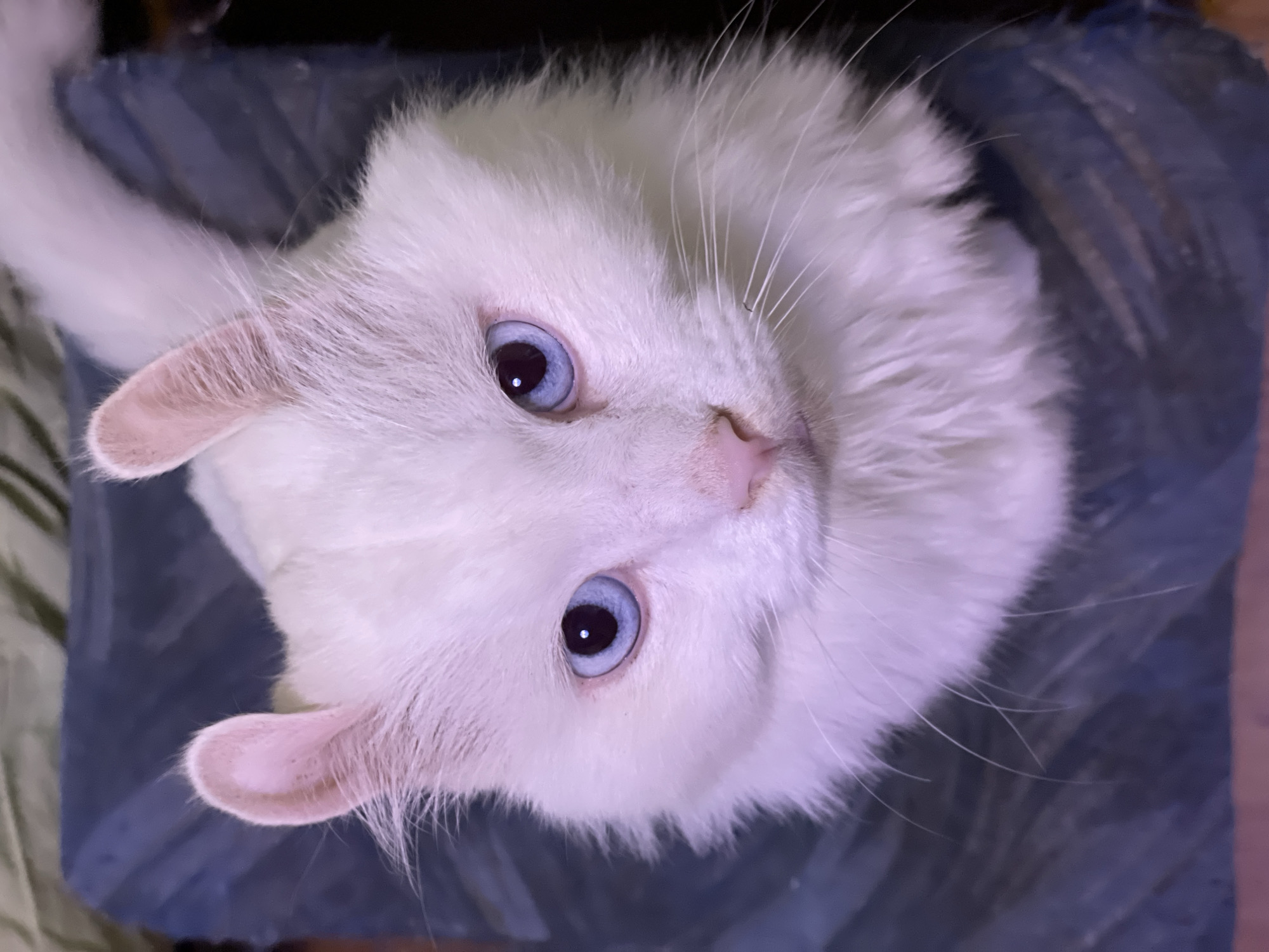 Fluffy white cat with curled ears photographed indoors in Aktau