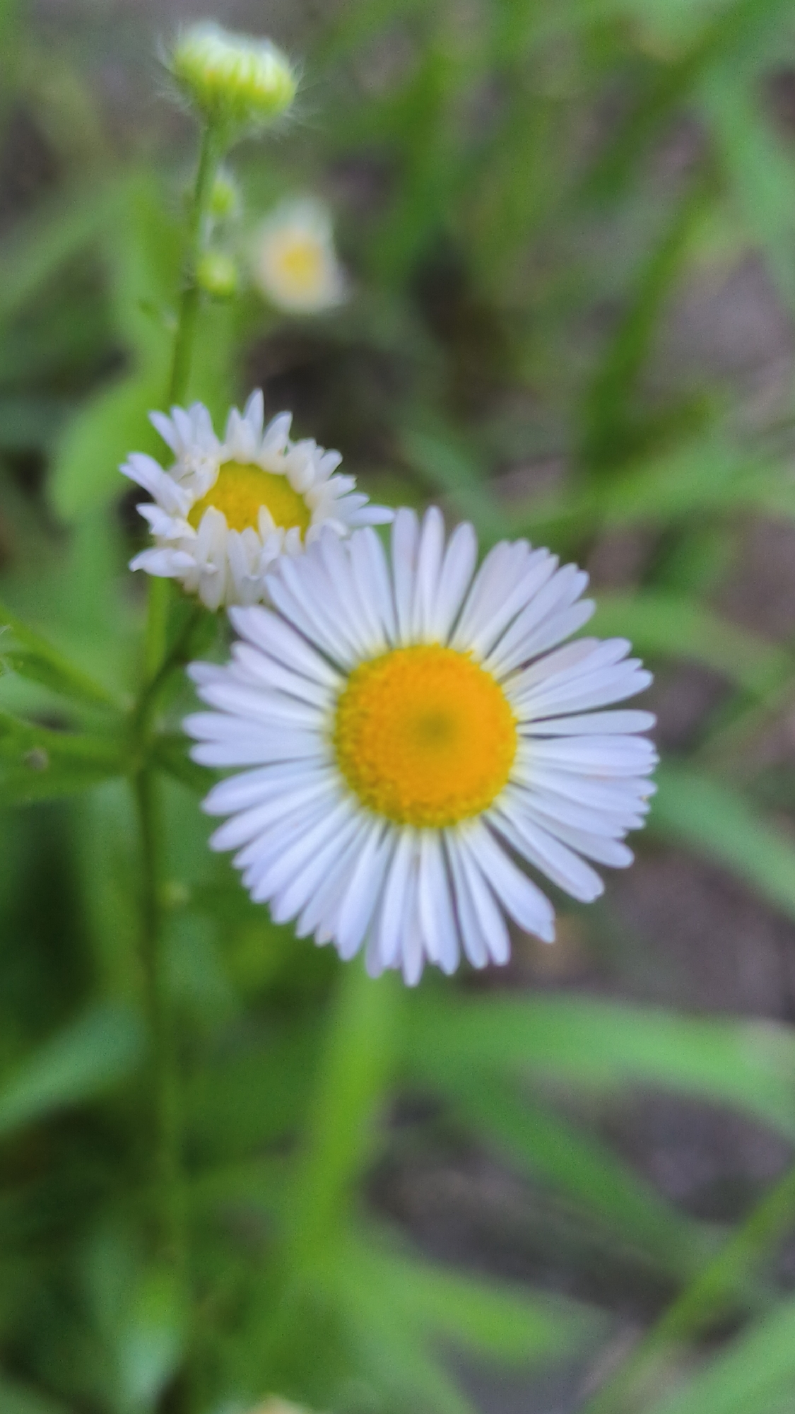 Afternoon nature walk: wildflowers, insects, and still water