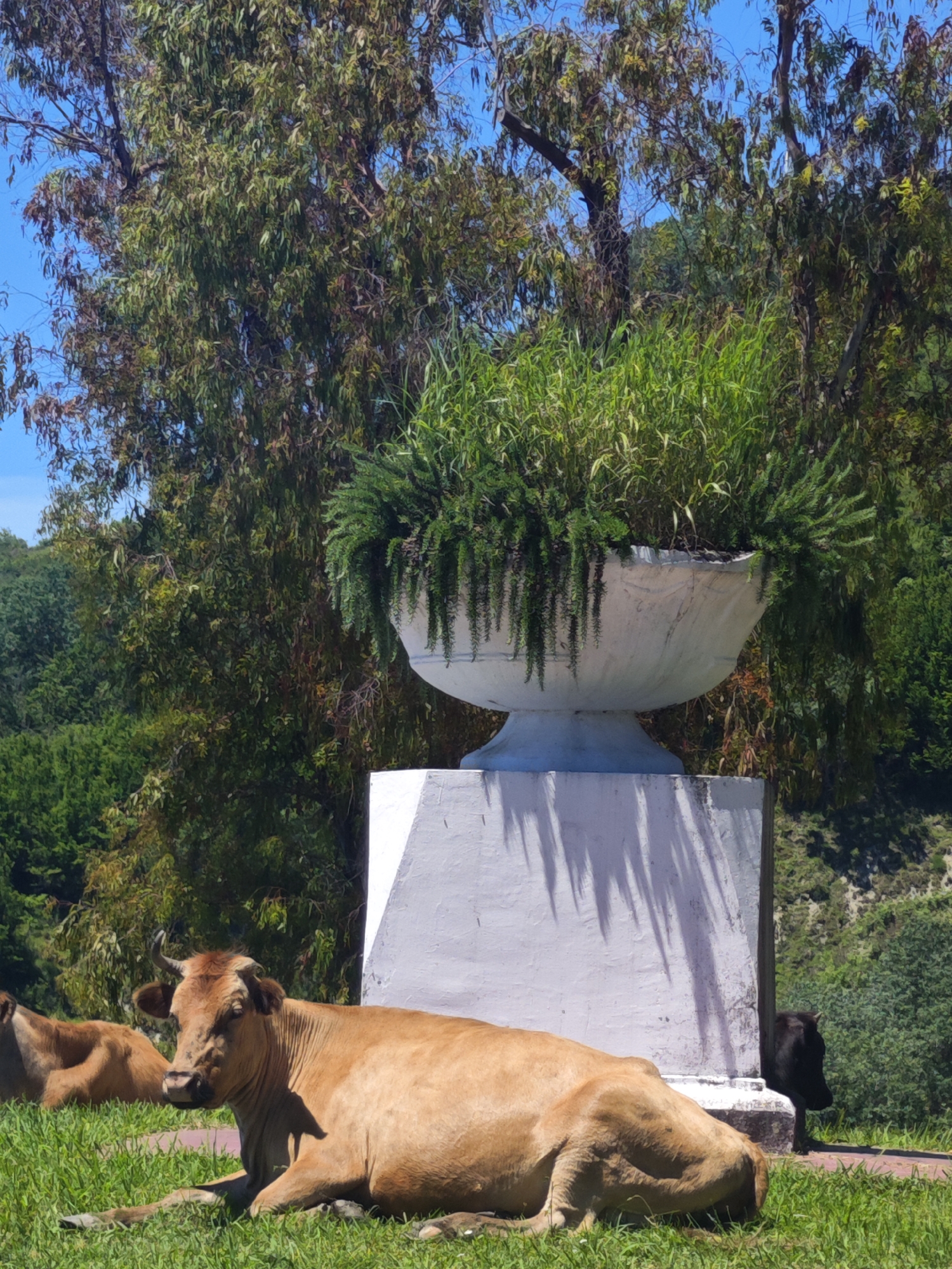 Cattle rest roadside in rural Abkhazia morning scene